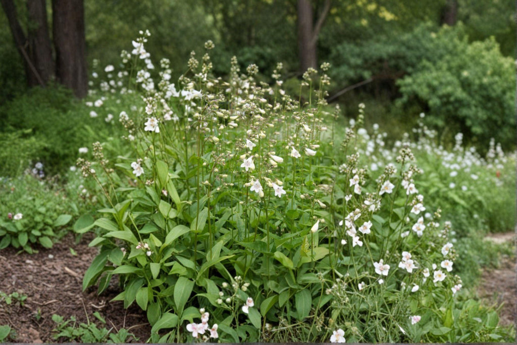 Foxglove Beardtongue Seeds – Penstemon digitalis | 100 Seeds | Native White Wildflower for Pollinator Gardens