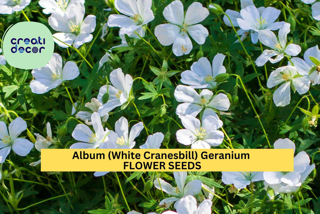 25+ Album White Cranesbill Geranium Seeds – Pure White Perennial Blooms for Garden Planting, Shade-Tolerant Groundcover – USA