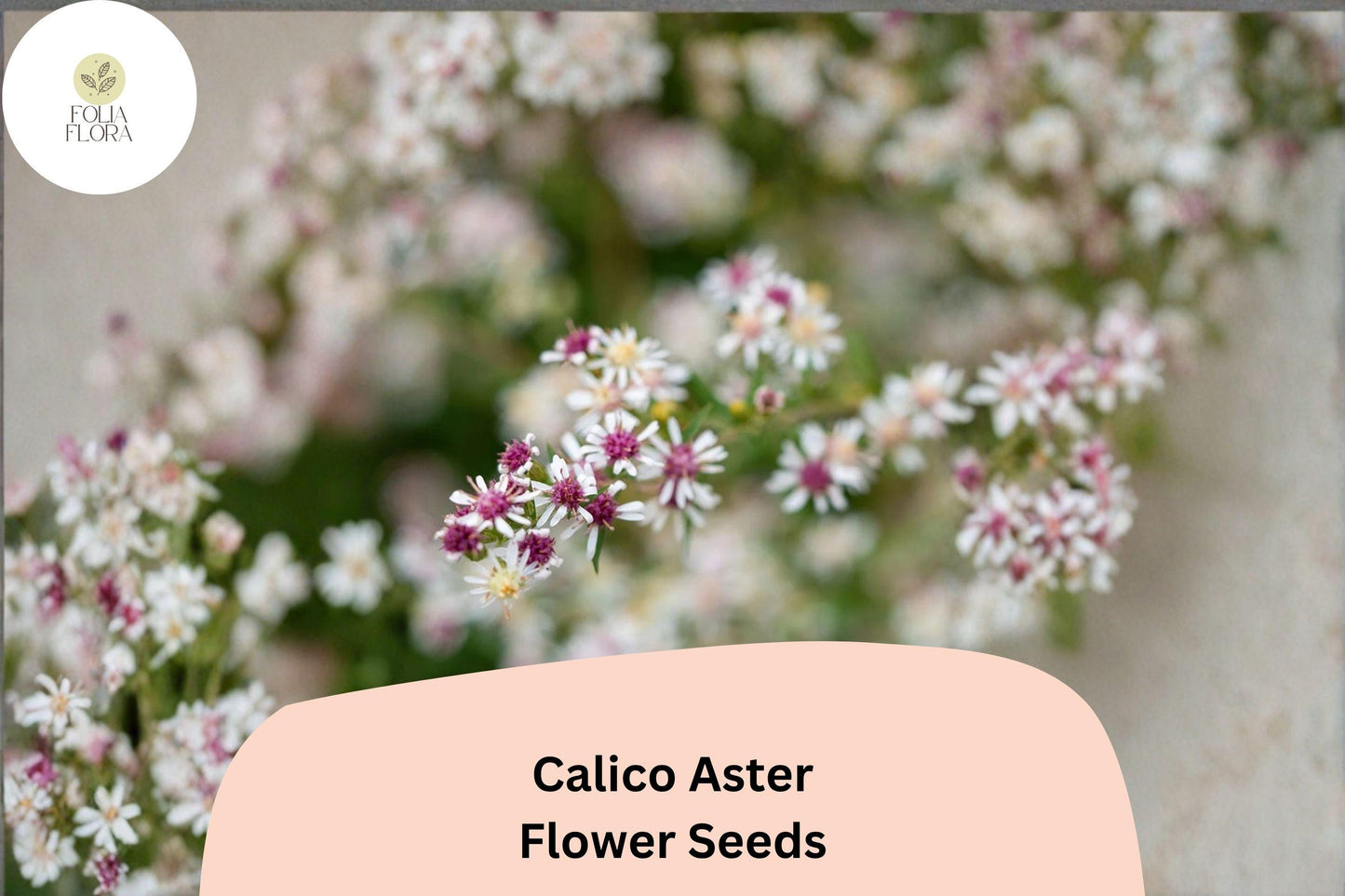 100 Symphyotrichum lateriflorum Seeds | Calico Aster | White Native Perennial Wildflower for Pollinator & Meadow Garden