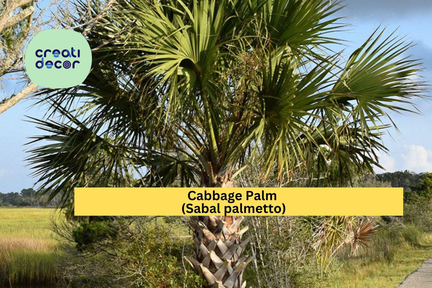 Cabbage Palm Seeds (Sabal palmetto) – 5 Hardy Palmetto Seeds | Cold-Hardy Palm | Drought-Tolerant | Native Tree | Coastal Landscaping