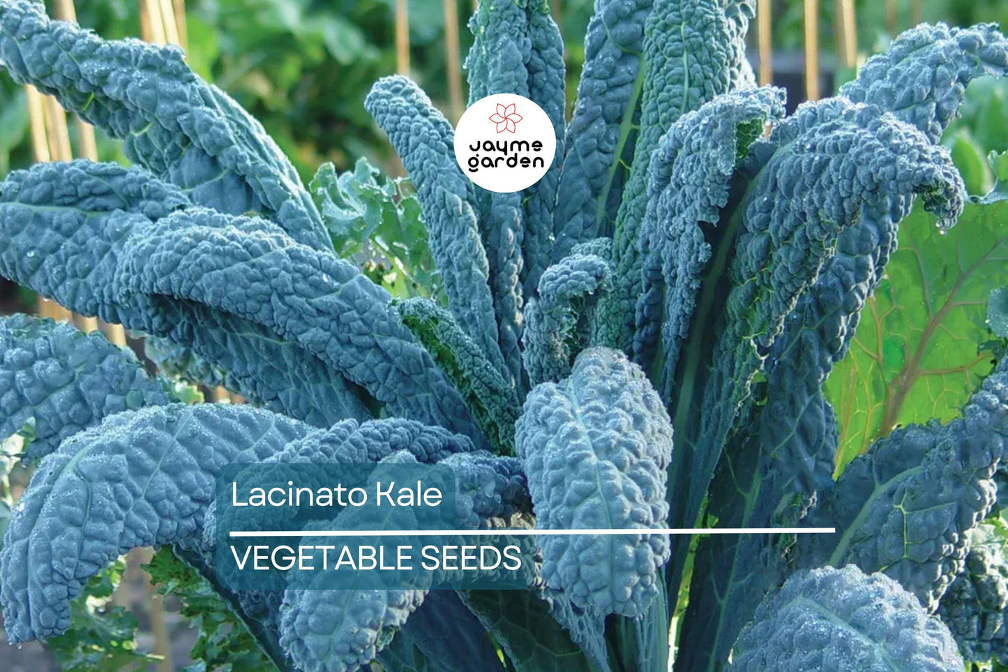 1,000 Lacinato Kale Seeds – Non-GMO Heirloom, Dinosaur Kale, Cold Hardy, Free Shipping