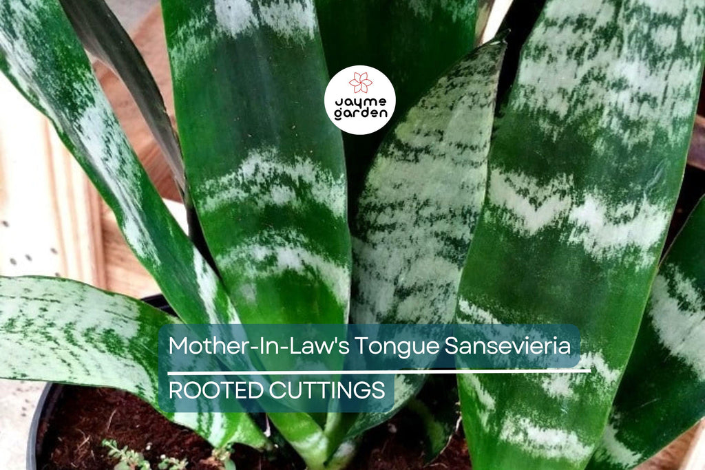 3 Snake Plant Cuttings with Roots - Mother-In-Law's Tongue Sansevieria - Live Plant Ready to Plant
