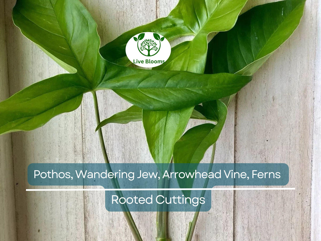 12 Rooted Plant Cuttings (3 Each) - Pothos, Wandering Jew, Arrowhead Vine, Ferns, Easy Care Indoor Plants, Perfect for Propagation