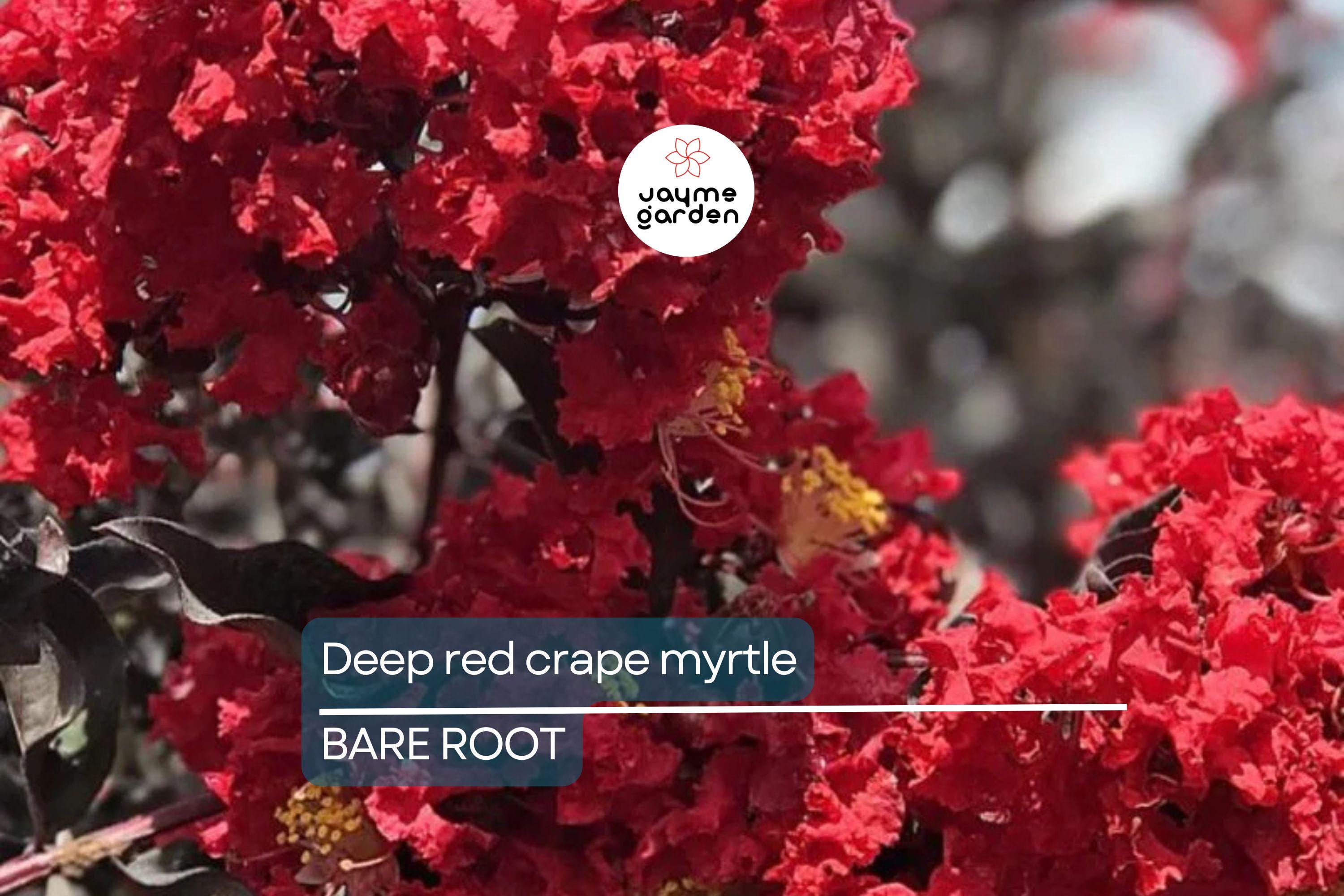 Deep Red Crape Myrtle 'Dynamite' 2-3 ft | Fast Growing Shrub/Tree | Full Sun, Late Summer Blooms