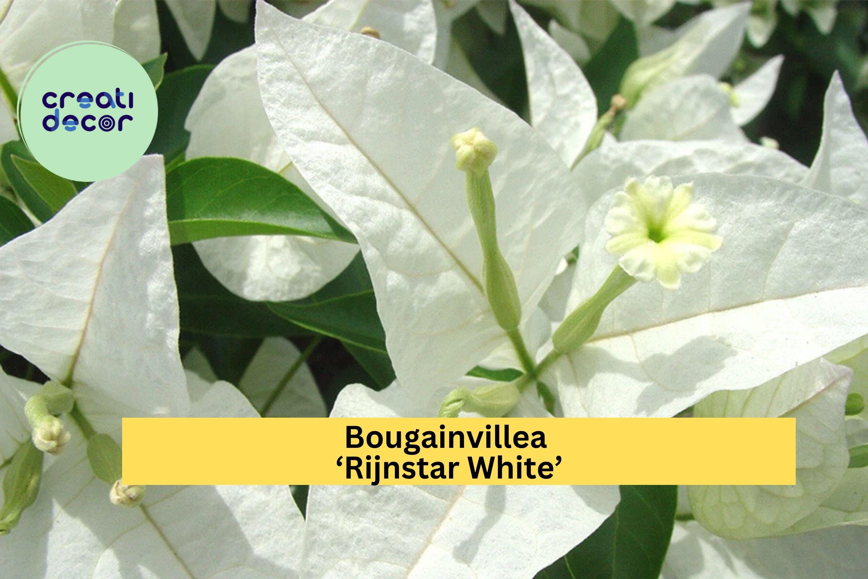 Bougainvillea ‘Rijnstar White’ Live Starter Plug Plant – Well Rooted White Tropical Flower Vine, Fast-Growing Garden Plant Zones 9–11