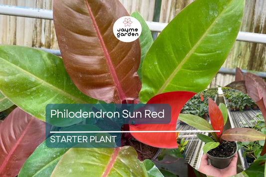 Live Tropical Philodendron Sun Red | Vibrant Indoor Houseplant Starter Plug | Easy-Care Jungle Decor | Perfect Gift for Plant Lovers