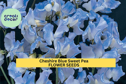50+ Cheshire Blue Sweet Pea Seeds – Cool Blue Fragrant Blooms for Garden Planting, Climbing Vines for Trellises & Bouquets – USA