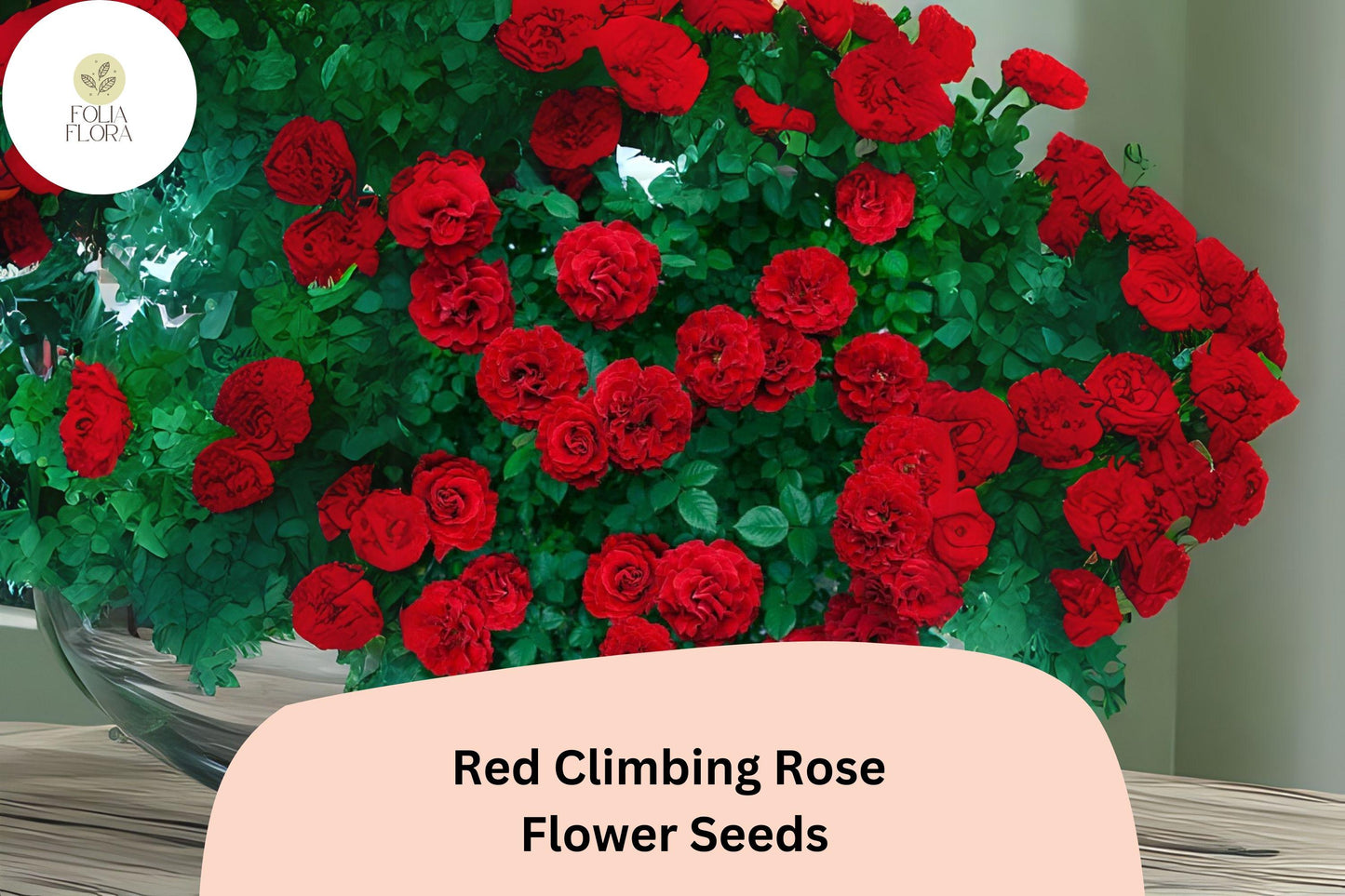 20pcs Red Climbing Rose Seeds – Stunning Vining Roses, Bold Red Blooms, Fast Growing, Ideal for Trellises, Fences & Garden Arches