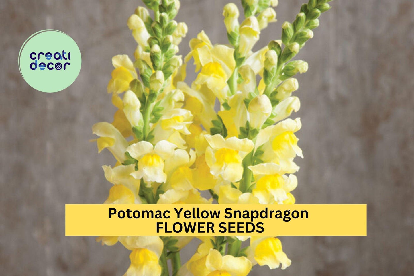 1000+ Potomac Yellow Snapdragon Seeds – Tall Soft Yellow Spikes for Garden Planting, Cut Flowers & Pollinator-Friendly Beds – USA