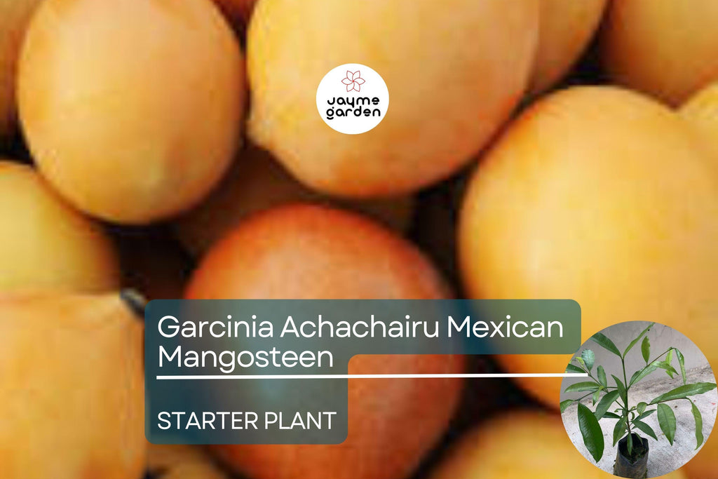 Garcinia Achachairu Starter (Mexican Mangosteen) – Exotic Tropical Fruit Tree, 10”-18” Live Plant, Sweet & Tangy Flavored Fruit