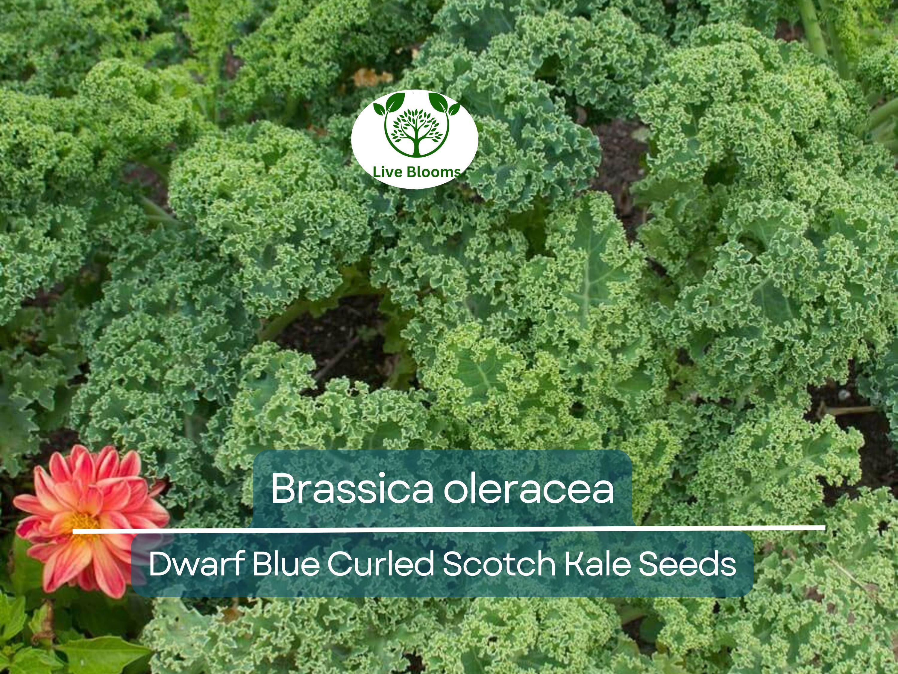 350 Dwarf Blue Curled Scotch Kale Seeds – Brassica oleracea Fresh, Nutritious Kale for Planting, Easy to Grow, Perfect for Salads & Cooking