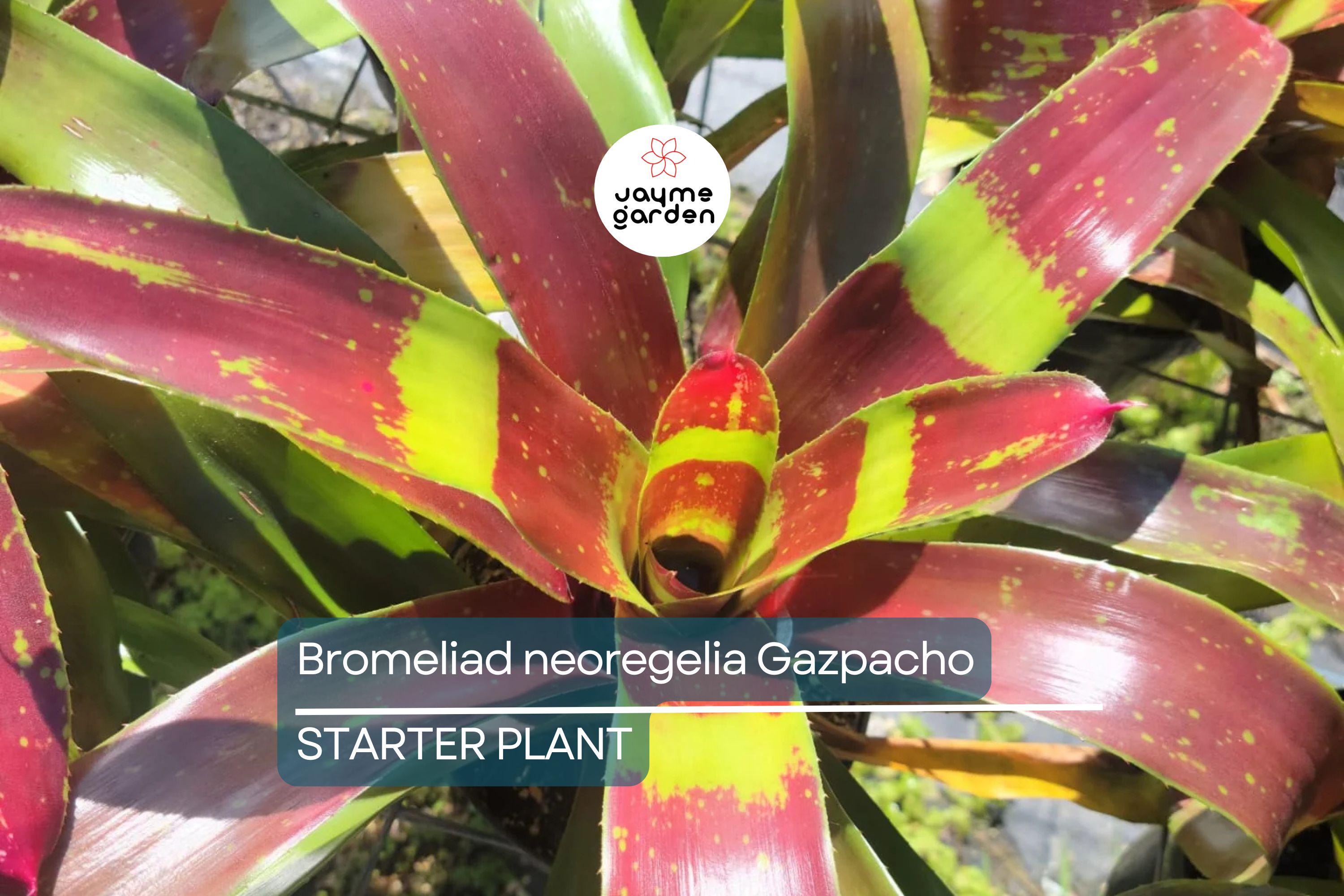Bromeliad Neoregelia Gazpacho Starter Plant | Exotic Tropical Plant | Red & Orange Leaves | Live Seedling | Indoor/Outdoor