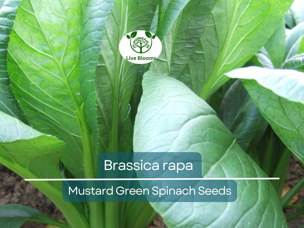 300 Seeds Mustard Green Spinach Komatsuna Tendergreen for Planting (Brassica rapa) - Healthy, Nutritious Greens for Home Gardens