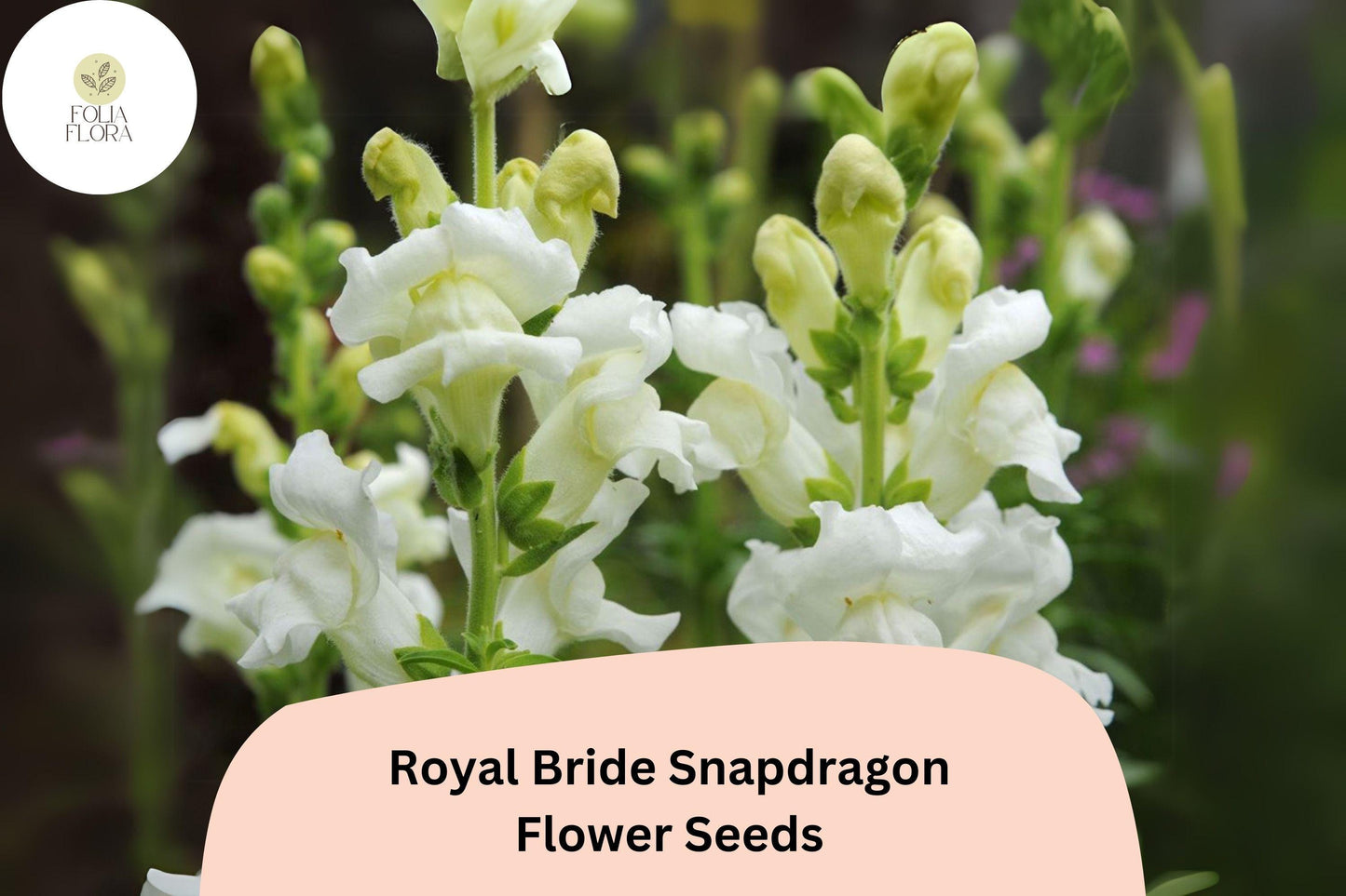 Antirrhinum majus Royal Bride Snapdragon Seeds – 1000+ Pure White Fragrant Blooms for Garden & Bouquets