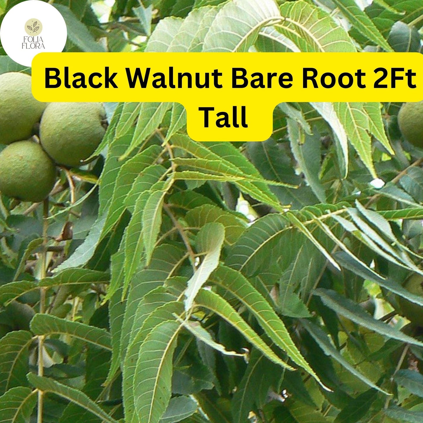2 Black Walnut Trees Bare Root Live Plants, 2ft Tall, Juglans nigra, Nut-Producing Shade Trees
