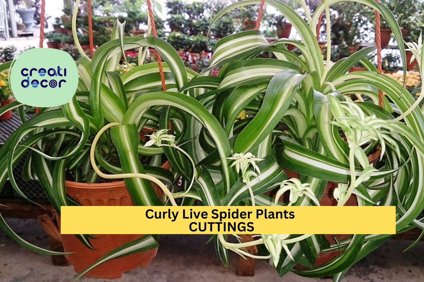 3 Curly Spider Plants ‘Bonnie’ | Rare Variegated Rooted Cuttings | Chlorophytum Houseplant | Easy Care Indoor Starter