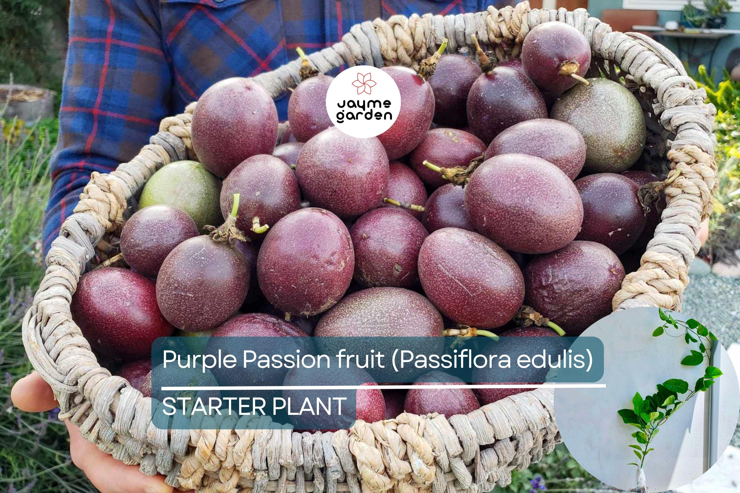 Purple Passion Fruit Plant (Passiflora edulis) Live 10-12" Starter Plant - Exotic Tropical Fruit for Garden & Culinary Use