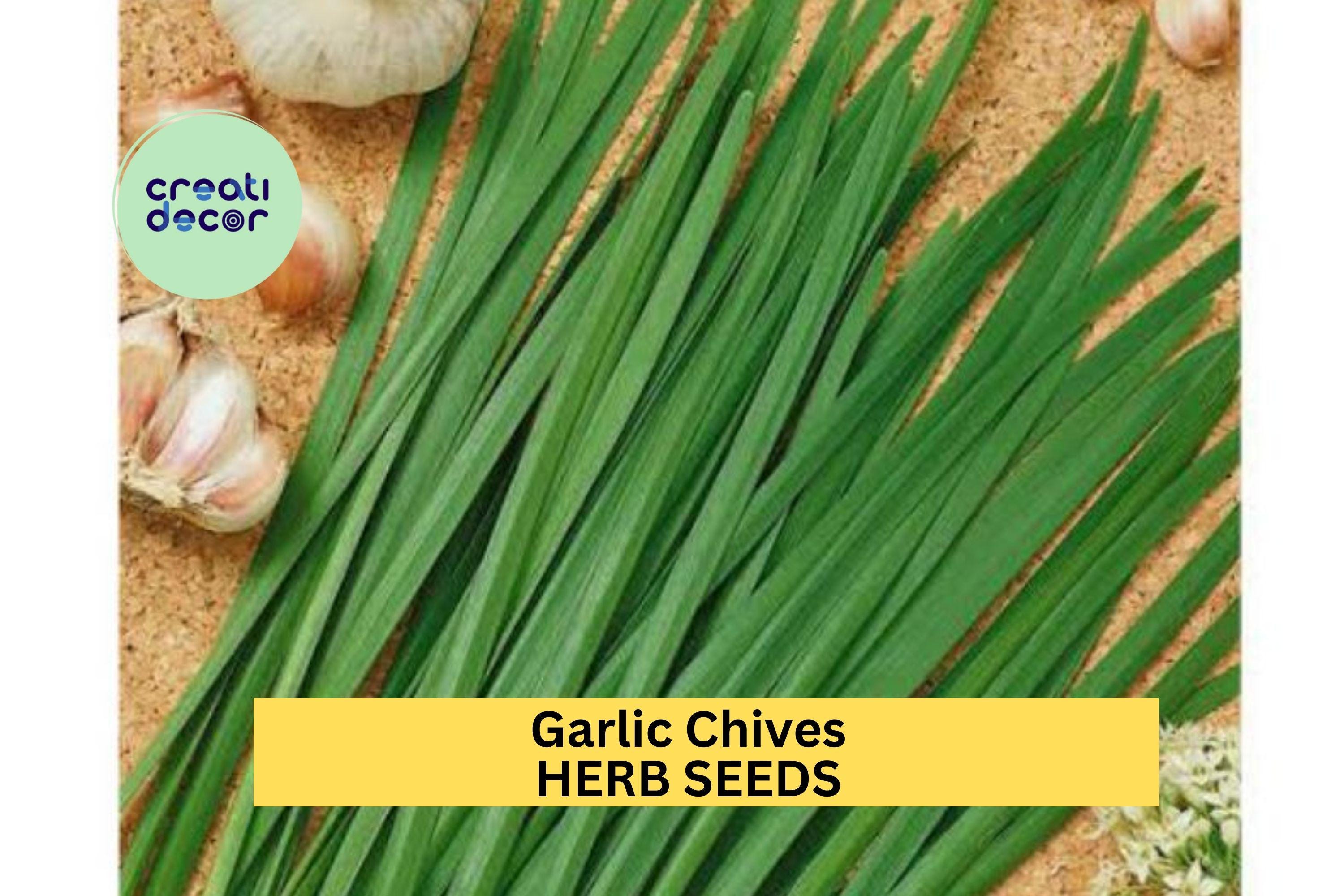 3pcs of 300mg Garlic Chives Seeds – Hardy Perennial Herb with Mild Garlic Flavor for Gardens, Pots & Culinary Use Seeds for Planting