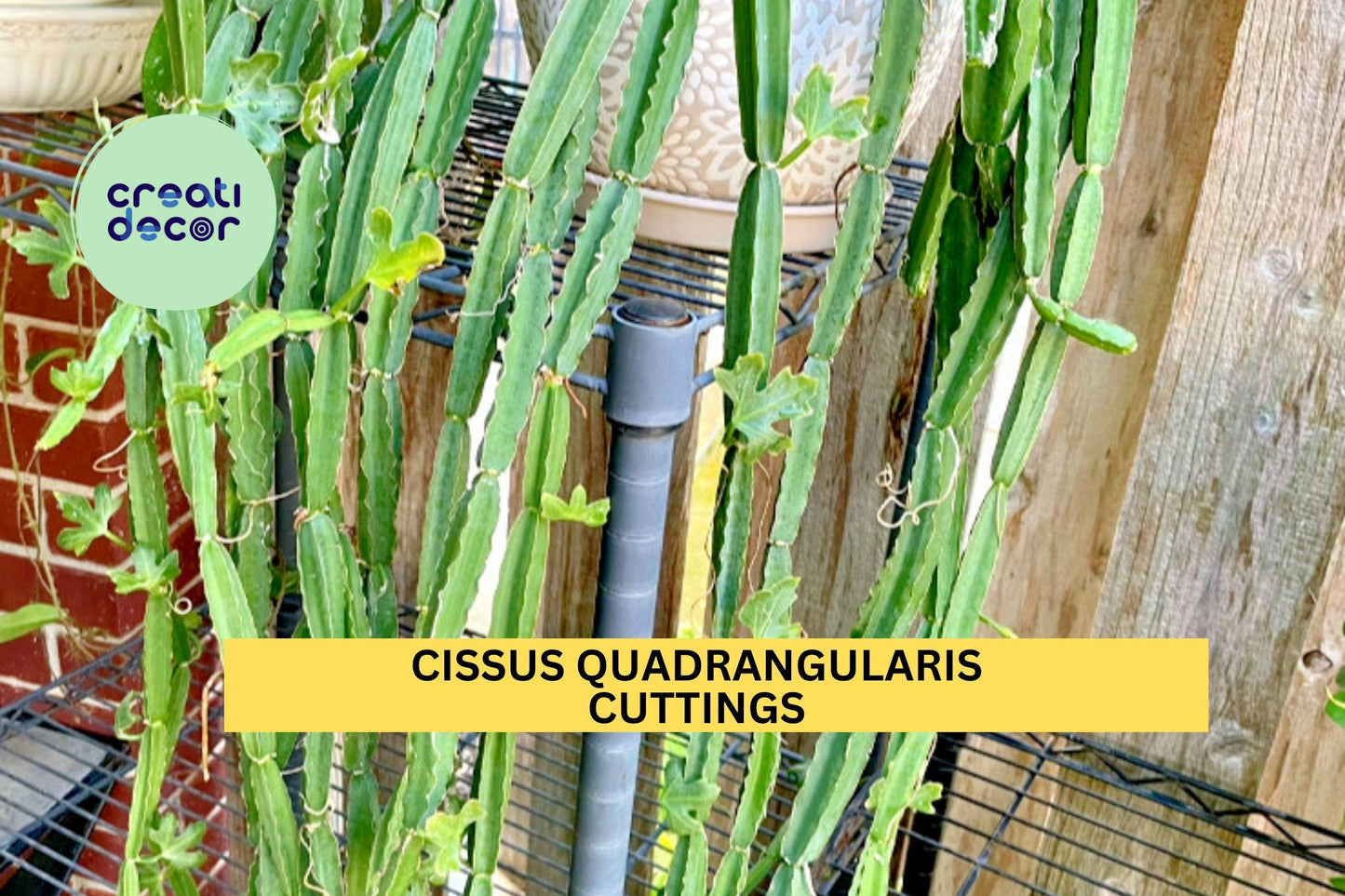 4 Cissus Quadrangularis Cuttings | Veldt Grape Cucumber Cactus | 12" Air Plant Starter | Easy Grow Succulent Vine | USA Seller