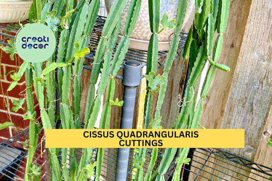 4 Cissus Quadrangularis Cuttings | Veldt Grape Cucumber Cactus | 12" Air Plant Starter | Easy Grow Succulent Vine | USA Seller