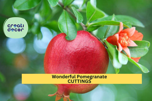 4 Wonderful Pomegranate Cuttings – Punica granatum Stems for Rooting | From Mature Tree | Grow in Pots, Orchards, or Garden Beds