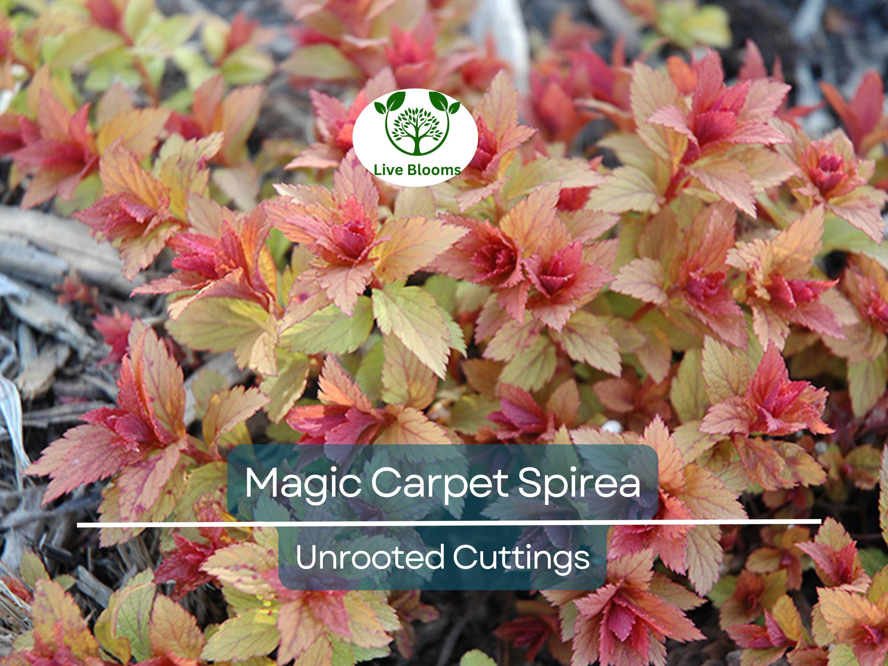 10 Magic Carpet Spirea Cuttings - Unrooted 6-8" | Easy to Grow, Colorful Shrub