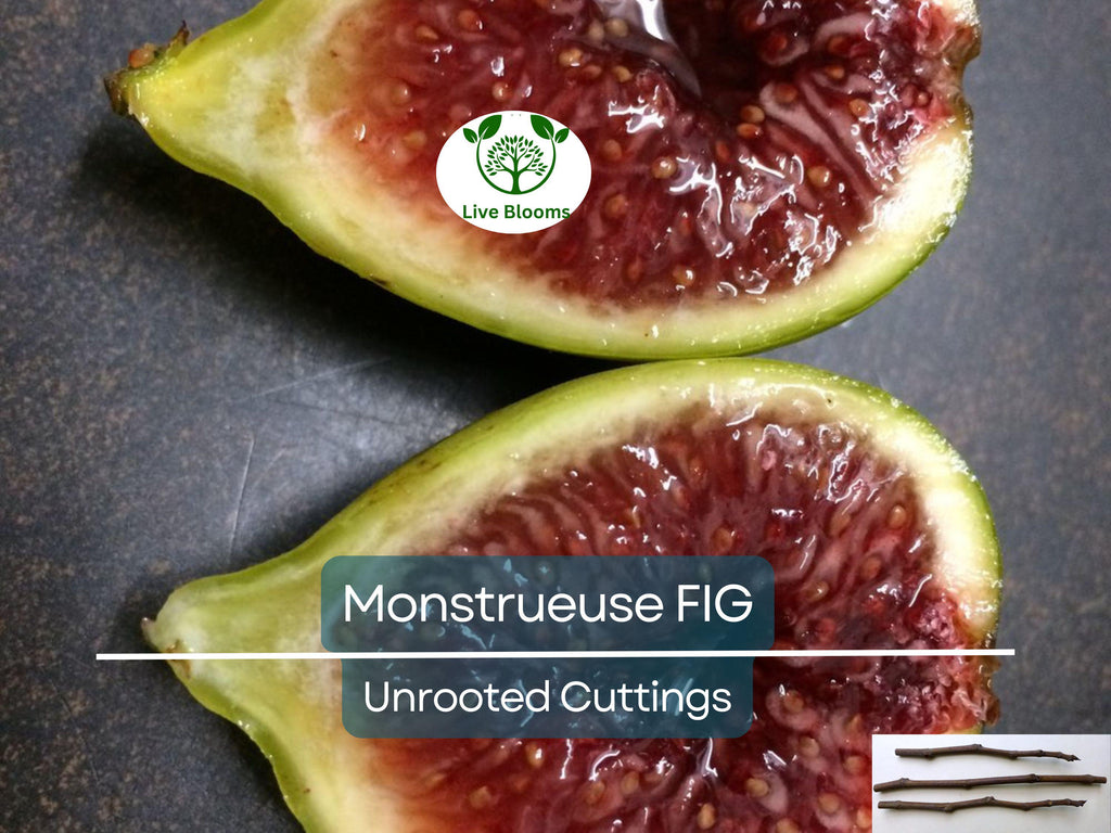 3x 'Monstrueuse' Fig Unrooted Cuttings 5-6" | Ficus carica | Large Fig Variety | Delicious Sweet Fruit, Easy Rooting for Gardeners