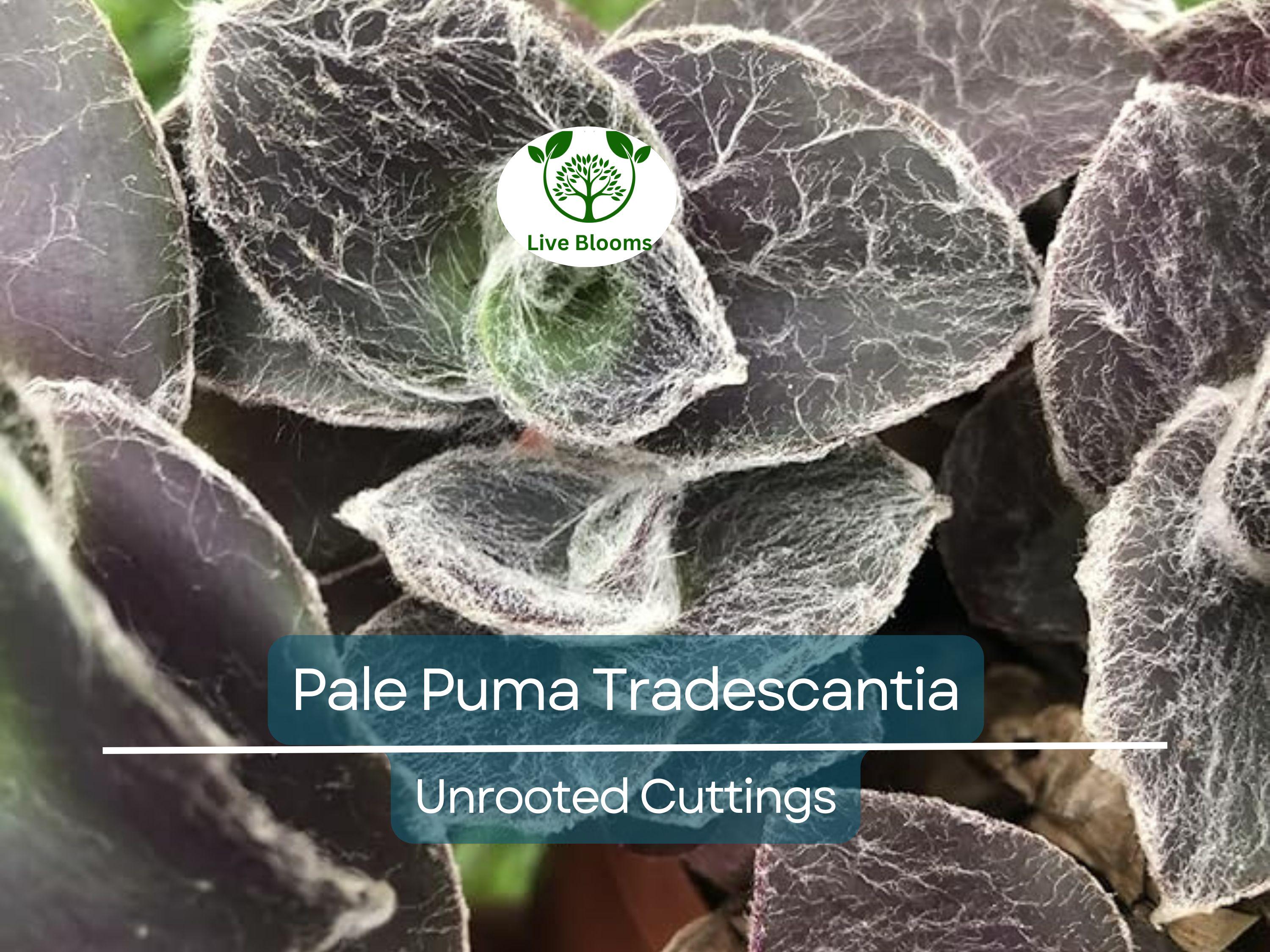 5 Tradescantia Wandering Jew 'Pale Puma' Unrooted Cuttings, Fuzzy Purple Plant, Tradescantia pallida, Indoor Plant, Rare Colorful Cuttings