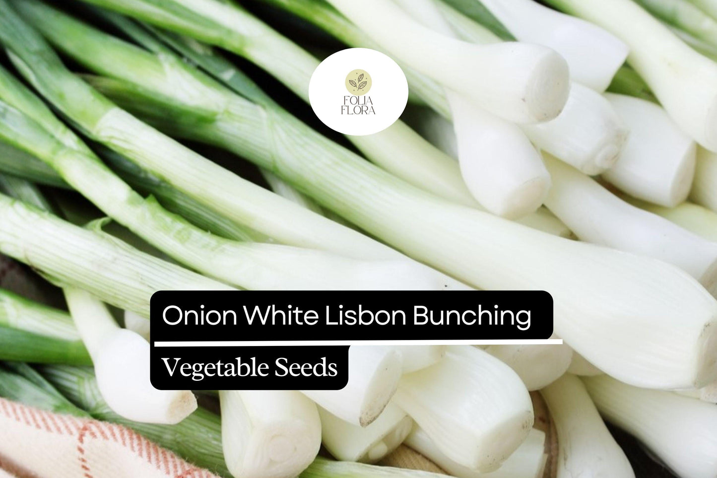 250mg Onion White Lisbon Bunching Seeds Allium cepa | Fresh Green Scallions, Heirloom Non-GMO, Fast-Growing Variety