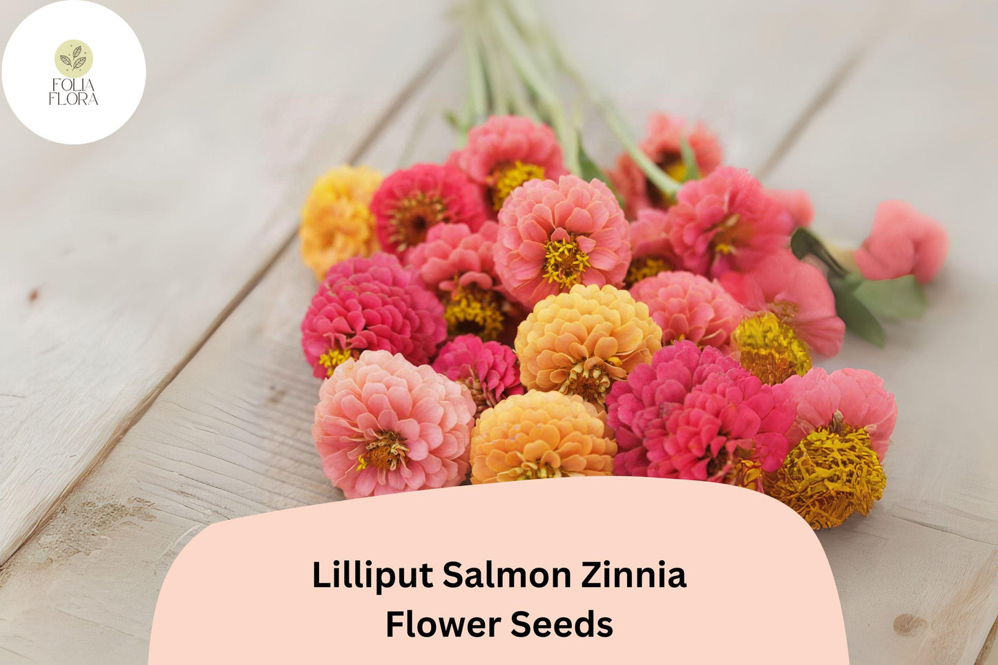100+ Lilliput Salmon Zinnia Seeds – Mini Pompon Blooms for Borders, Beds & Summer Gardens