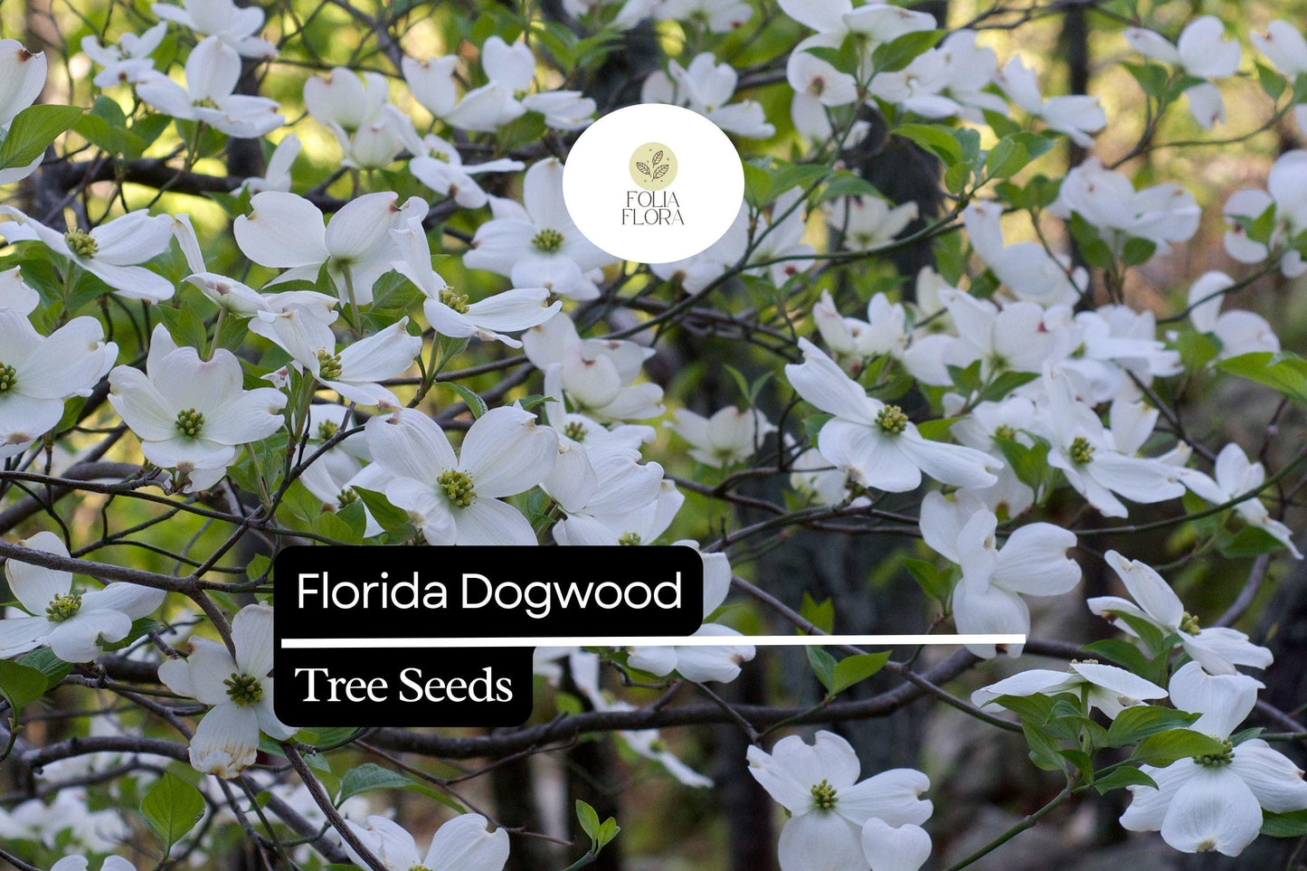 Florida Dogwood Seeds (Cornus florida) | 5 Seeds | Elegant White & Pink Blooms | Ornamental Tree