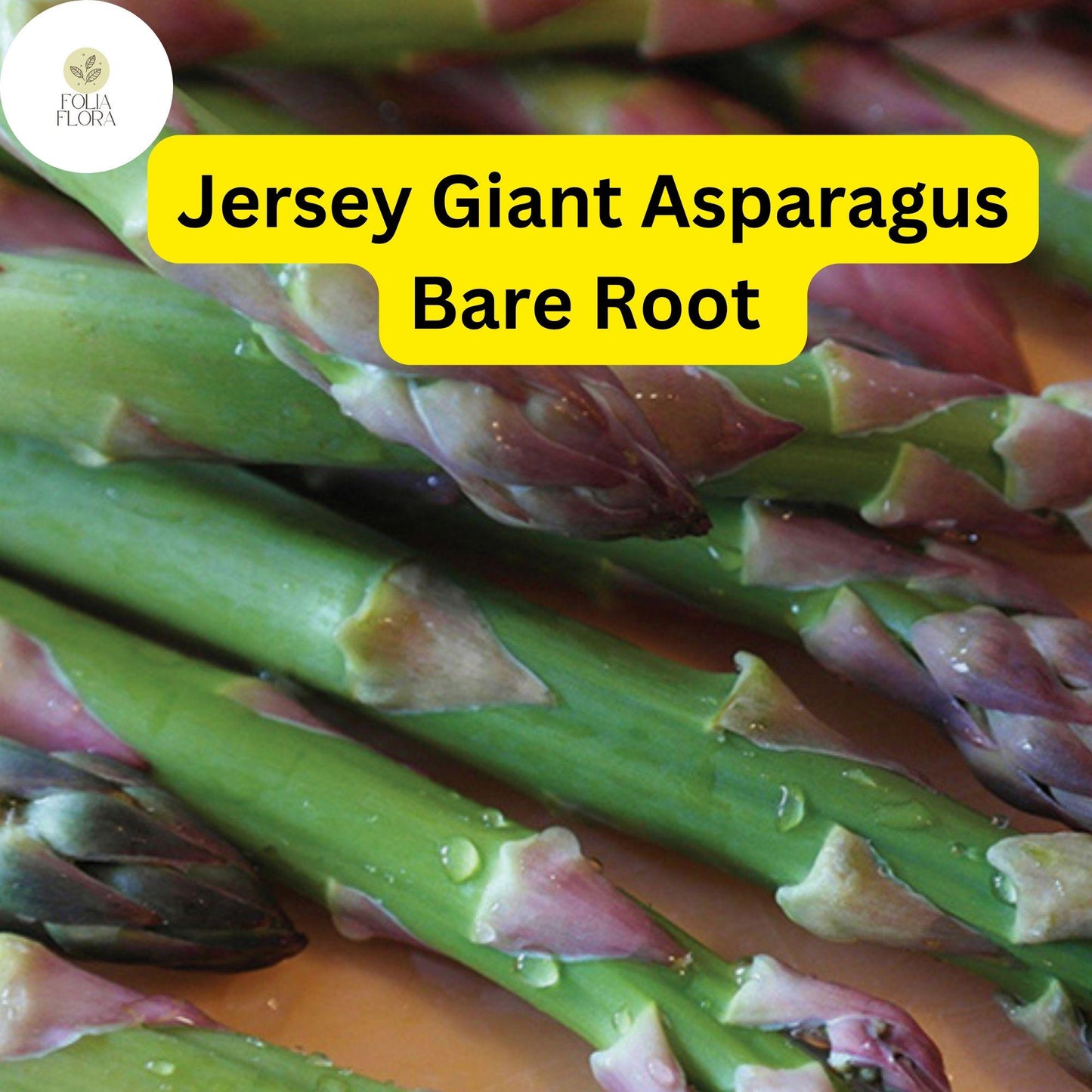 10 Bare Root Plants Green Jersey Giant Live Asparagus, 2-Year Crowns, Asparagus officinalis, High-Yield, Perennial Garden Starter