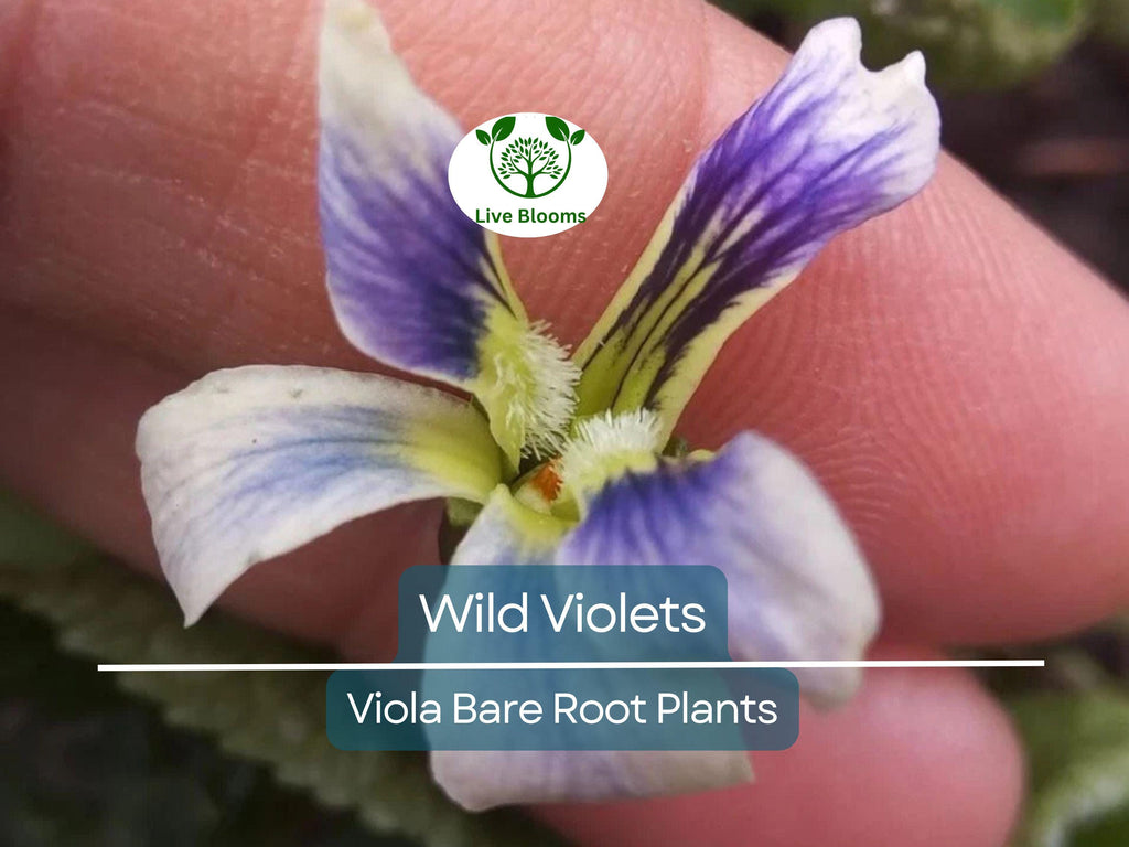 10 Wild Violets Plants – Live Bare Root Mix (Purple & White) – Hardy Groundcover Perennial Flowers – Shade-Loving Blooms
