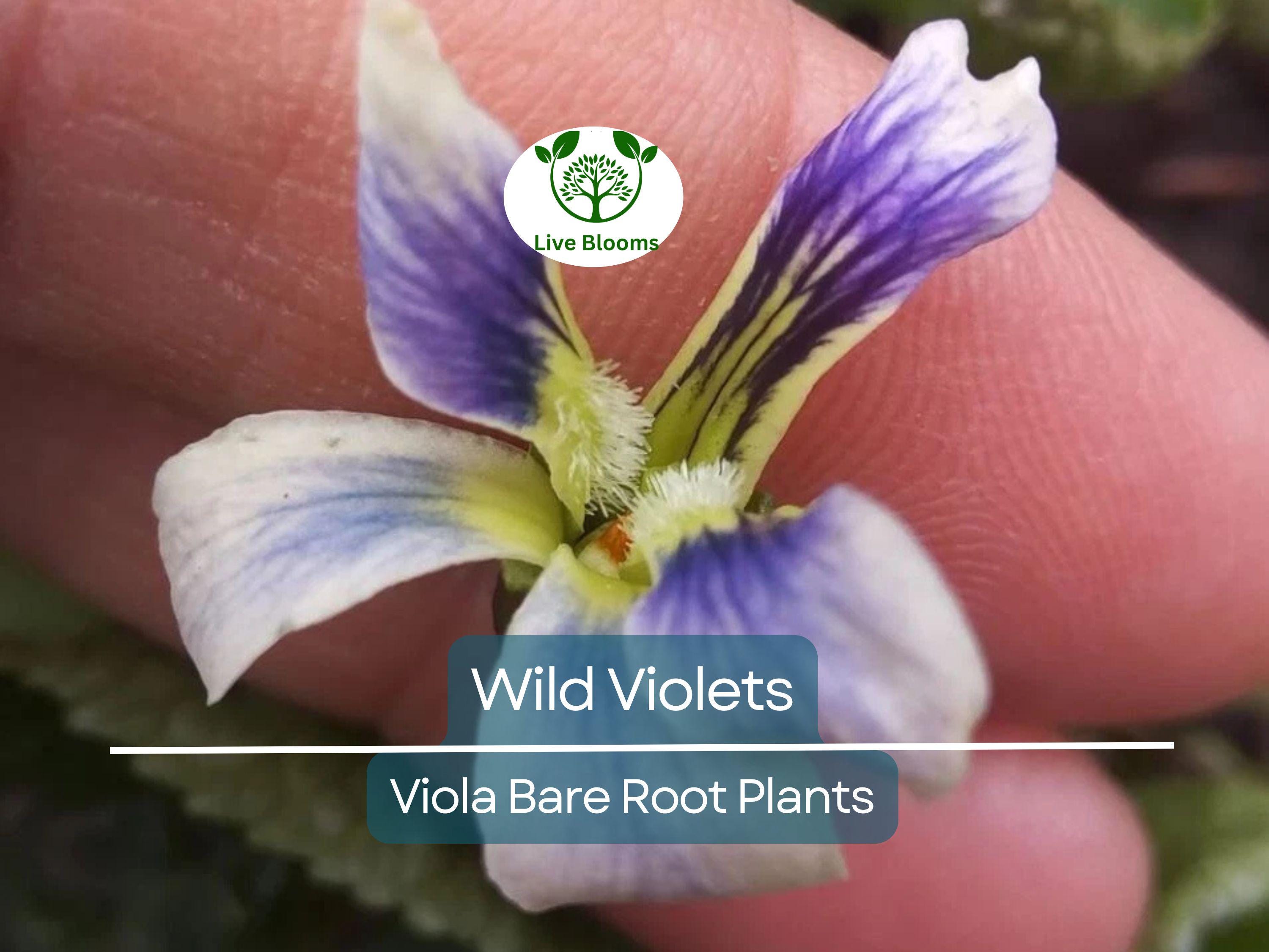10 Wild Violets Plants – Live Bare Root Mix (Purple & White) – Hardy Groundcover Perennial Flowers – Shade-Loving Blooms