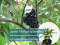 Lipote Starter Plant Seedling (Syzygium polycephaloides) - Baligang Live Tropical Fruit Tree 1′-2′ Tall - Rare Fruit for Garden & Orchard