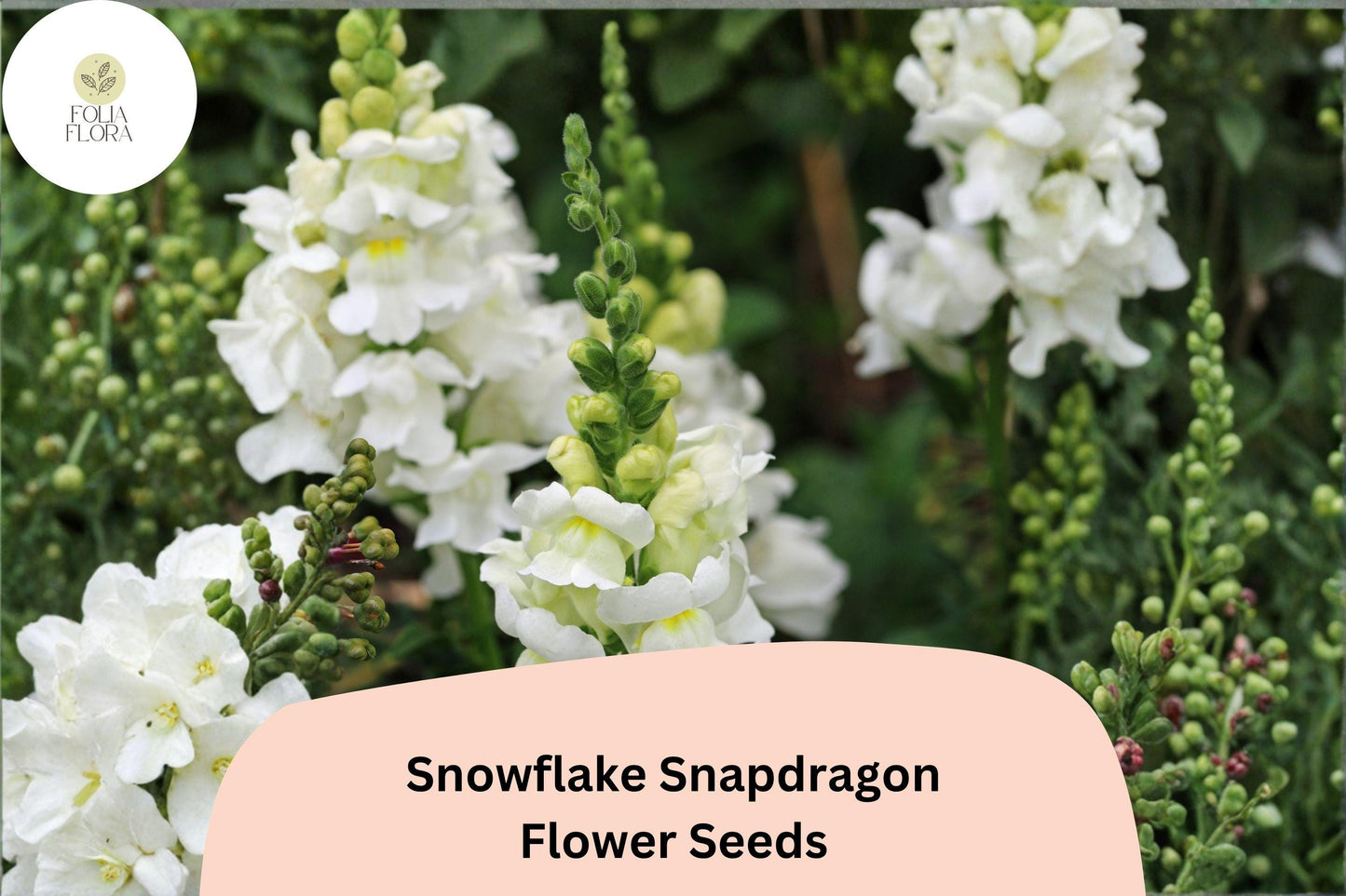 1000+ Snowflake Snapdragon Seeds | Antirrhinum majus | Pure White Garden Flowers for Beds, Borders & Pots