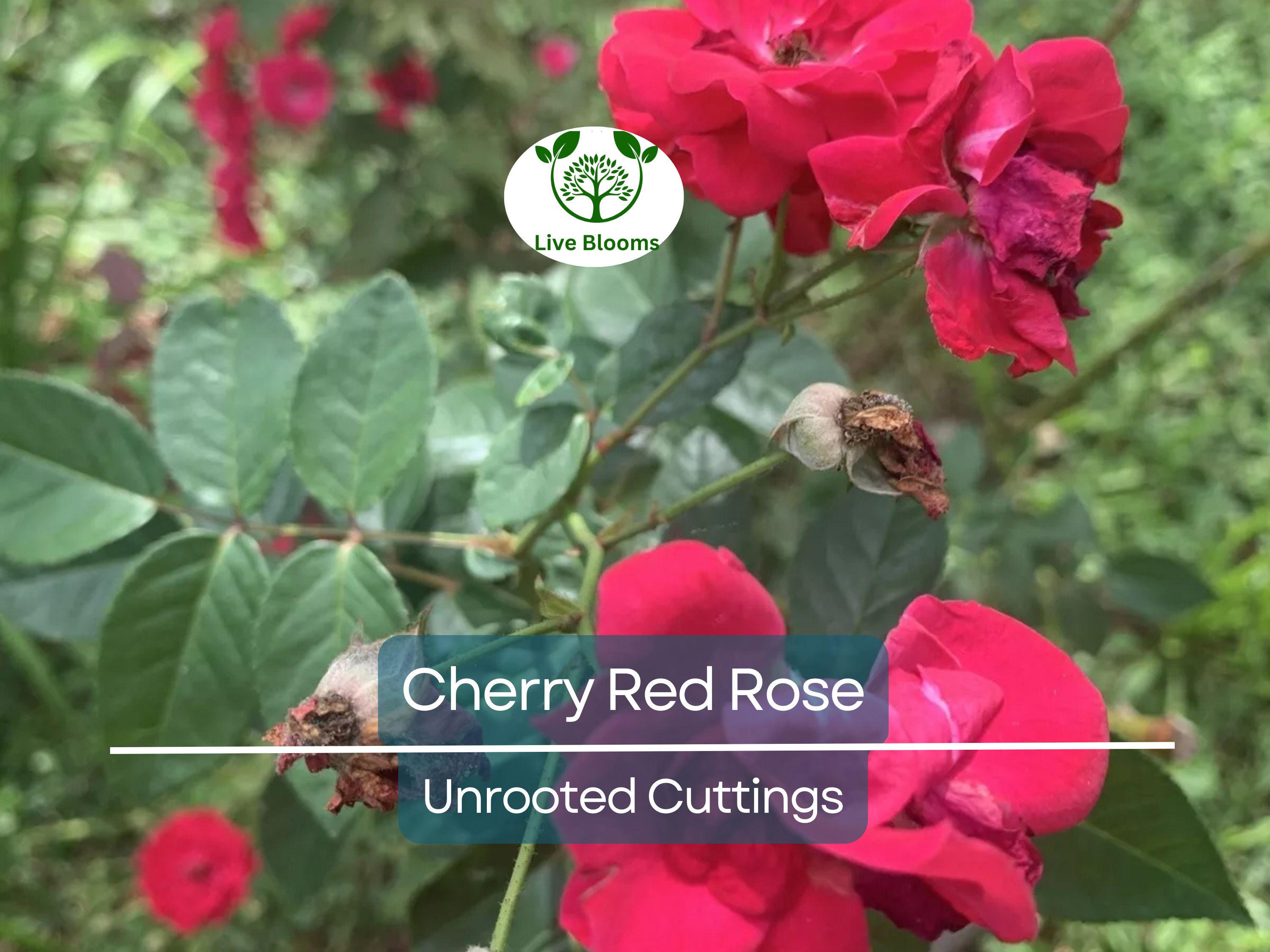 3 Unrooted Cuttings of Cherry Red Color Rose - Easy to Root, 7 Inch, Beautiful Blooms, Garden Roses, Perfect for Propagation, Rosaceae