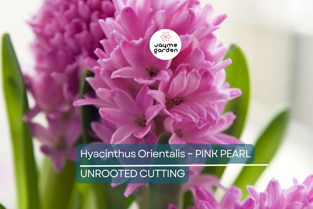 Hyacinth Pink Pearl Bulbs - 2 Fragrant Fuchsia-Purple Blooms, Award-Winning, Perfect for Gardens & Containers, USDA Zones 4-8
