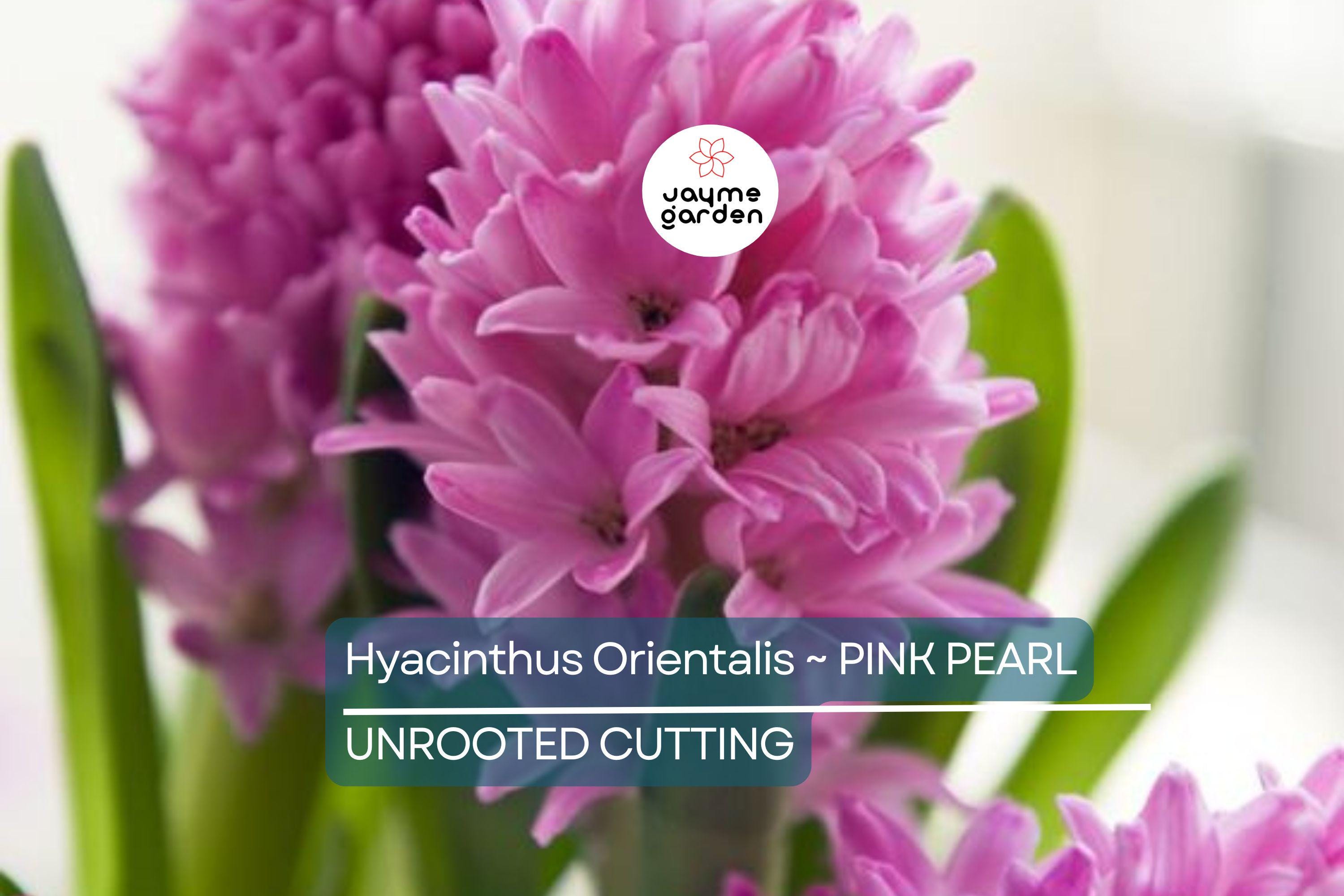Hyacinth Pink Pearl Bulbs - 2 Fragrant Fuchsia-Purple Blooms, Award-Winning, Perfect for Gardens & Containers, USDA Zones 4-8