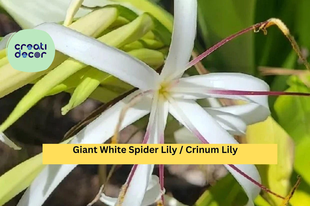 Crinum asiaticum – 2 Live Giant White Spider Lily Plants, Variegated Revert Form, Tropical Bulb Plant for Garden or Landscape