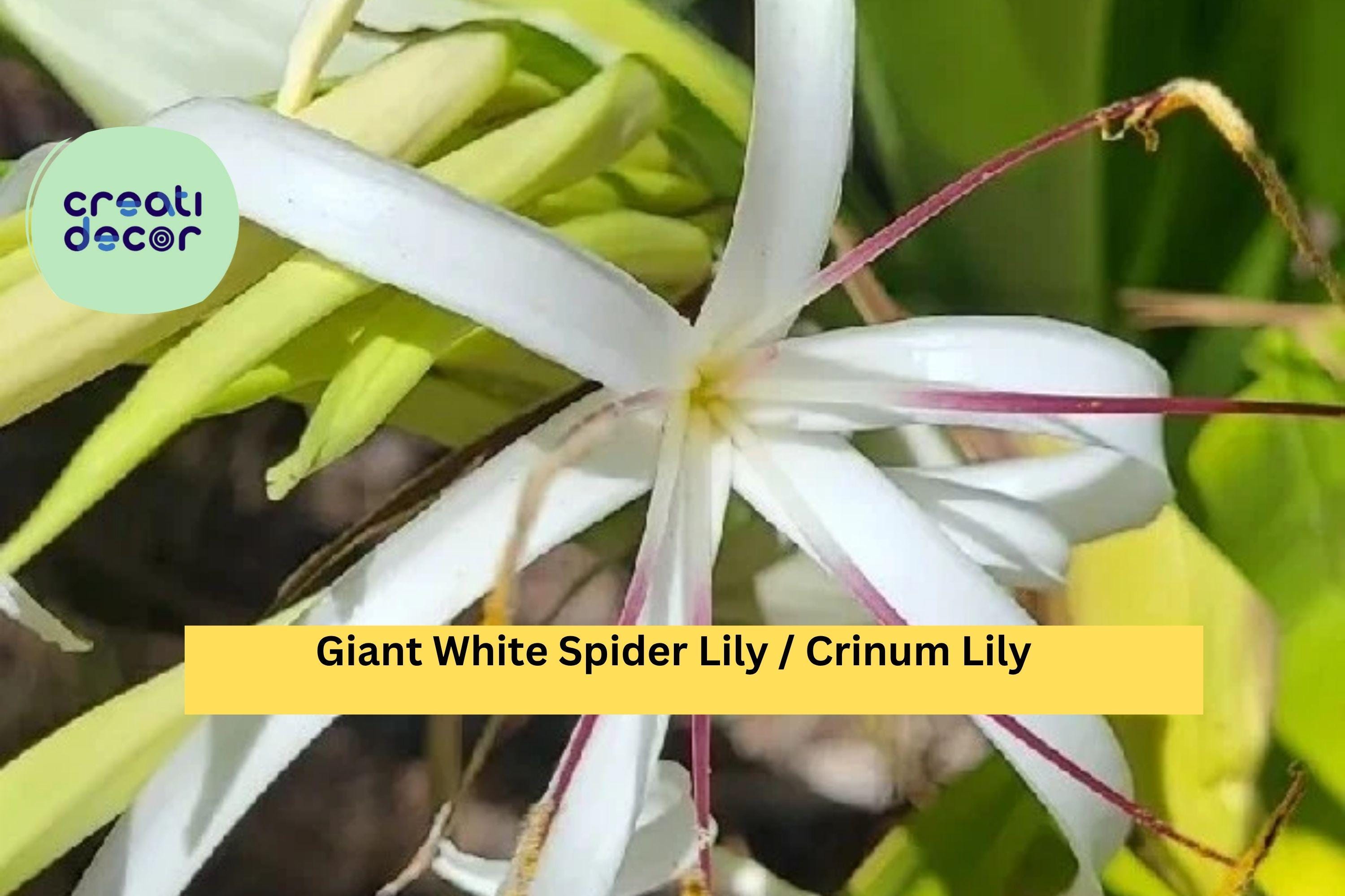 Crinum asiaticum – 2 Live Giant White Spider Lily Plants, Variegated Revert Form, Tropical Bulb Plant for Garden or Landscape