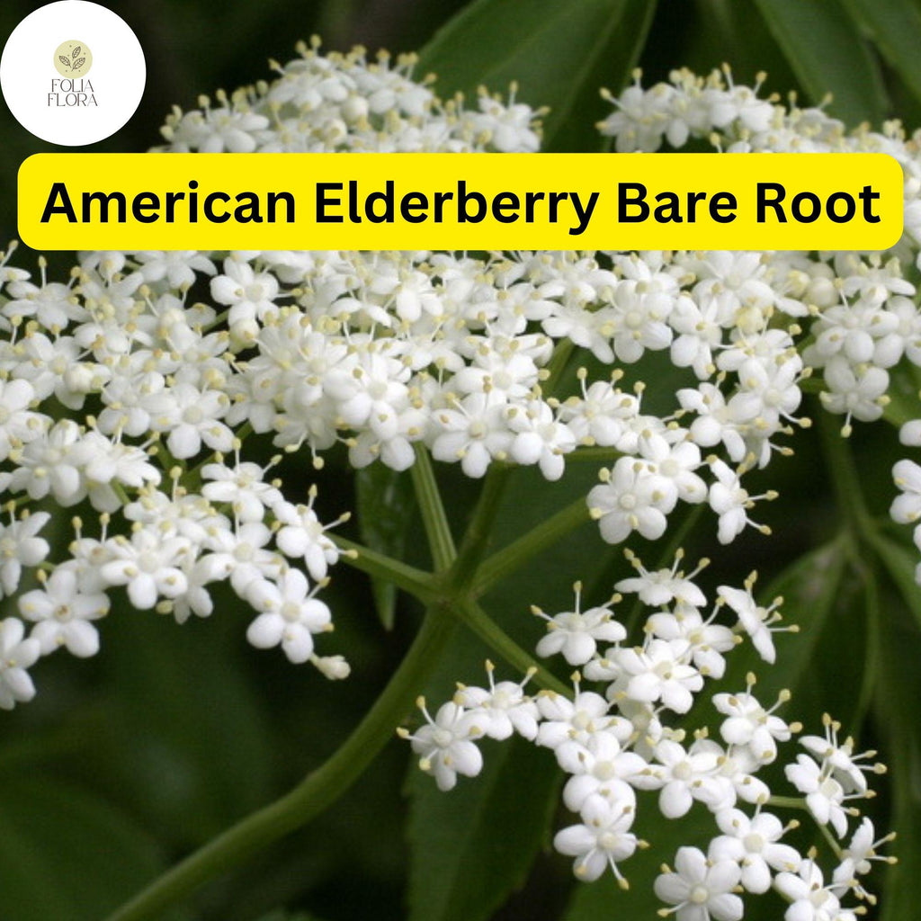 1 Bare Root American Elderberry Tree, Sambucus canadensis, Fully Rooted Live Plant, Edible Berries