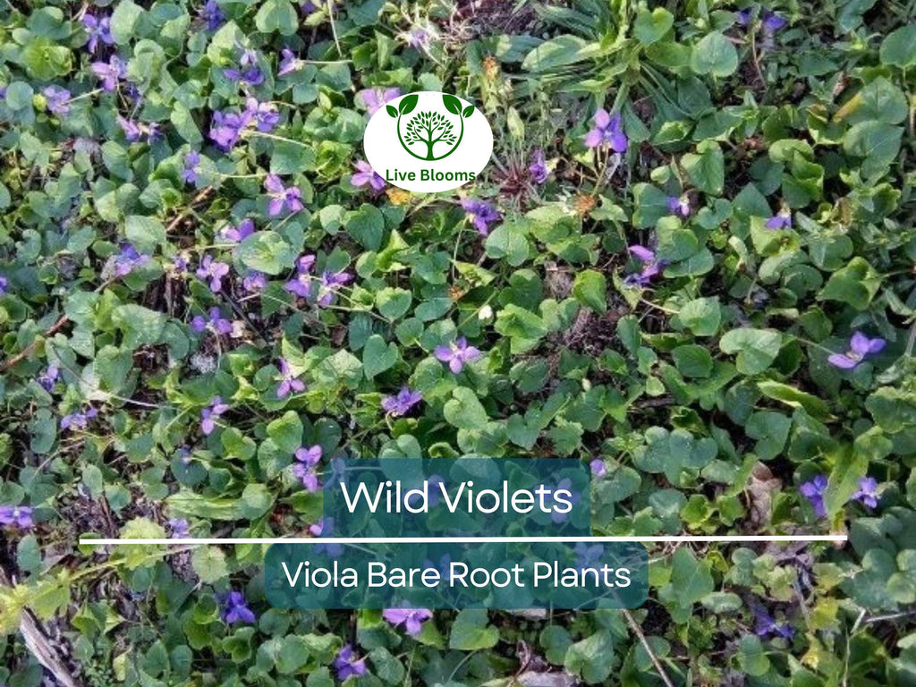 10 Wild Violets Plants – Live Bare Root Mix (Purple & White) – Hardy Groundcover Perennial Flowers – Shade-Loving Blooms