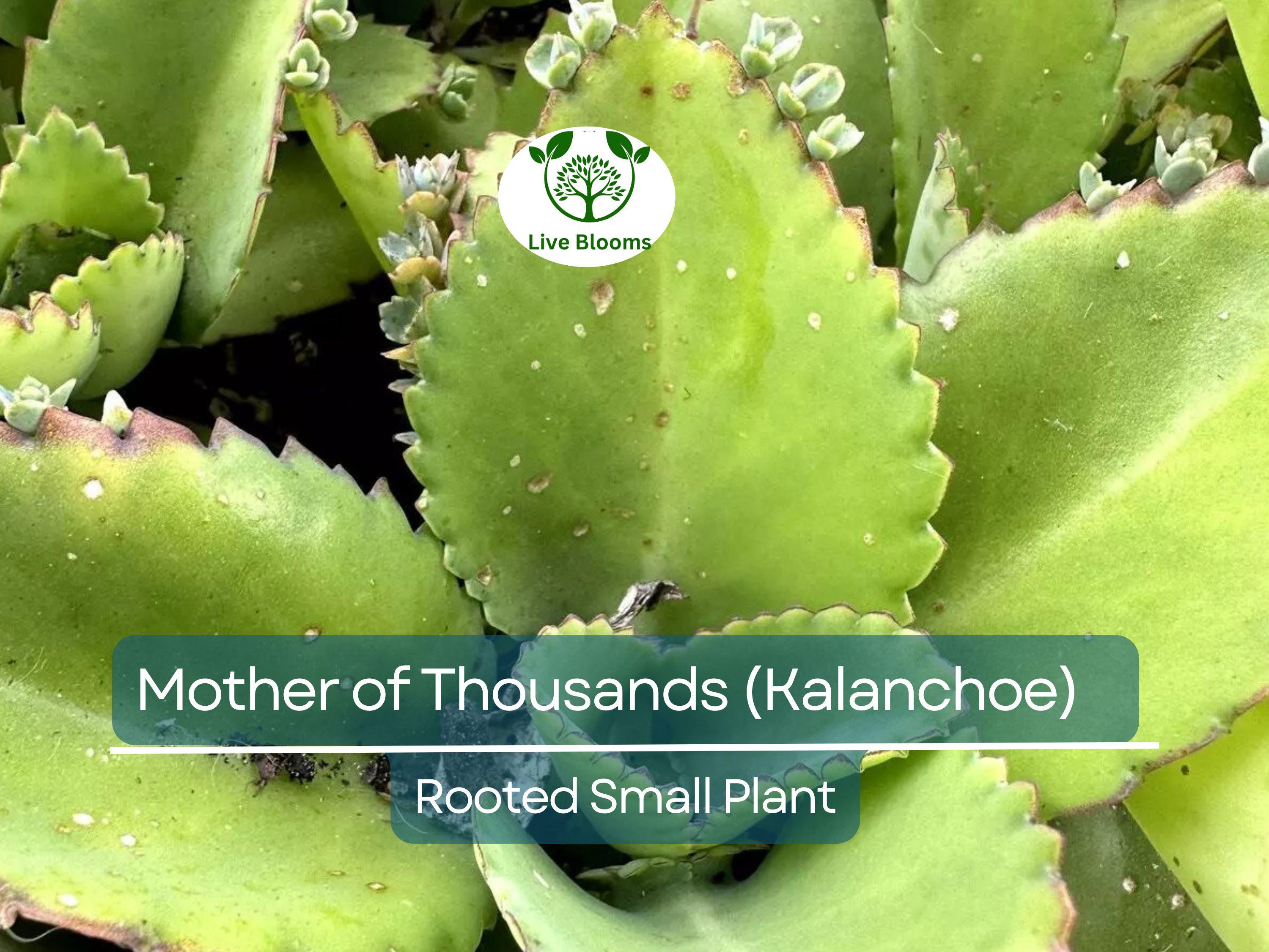 1 Mother of Thousands Plant (Kalanchoe) - Rooted Small Plant, Easy Care Succulent, Unique Indoor Plant, Fast-Growing, for Succulent Garden