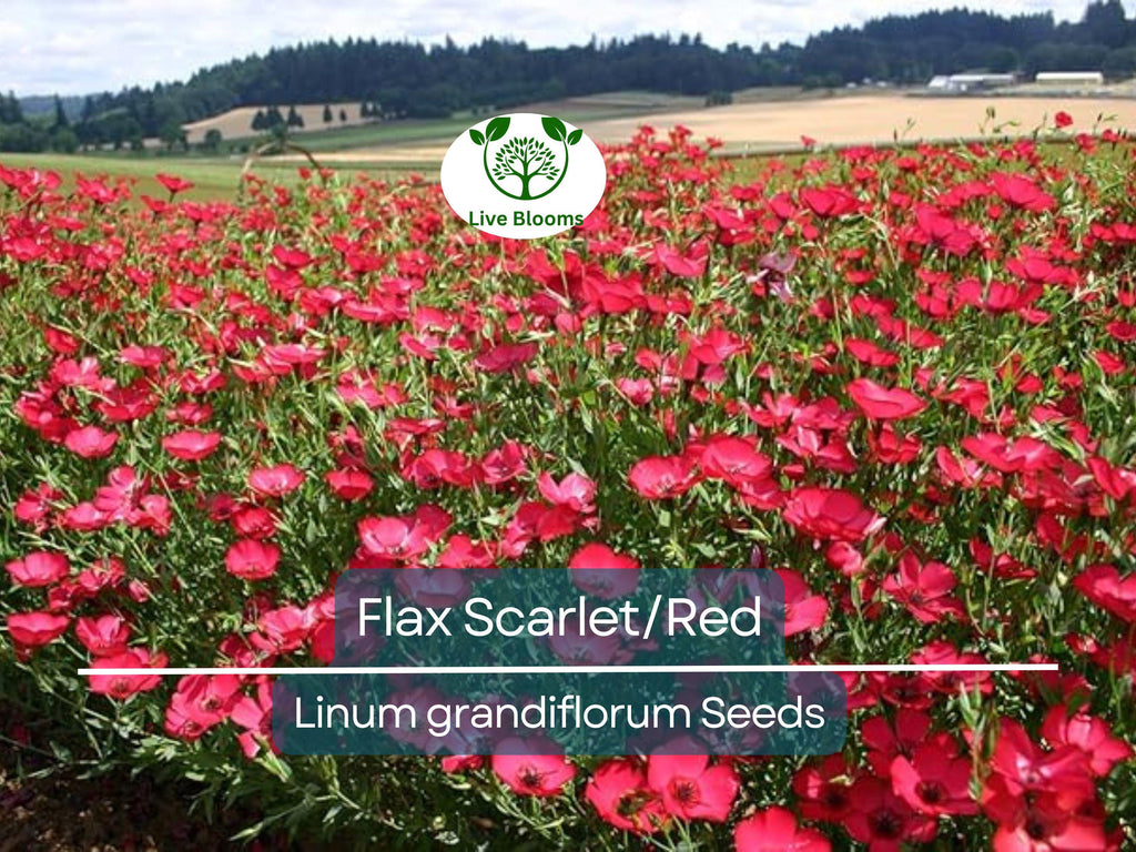 500 Seeds Flax Scarlet/Red Wildflower, Non-GMO, Annual, Pollinator-Friendly, Partial Shade, Linum grandiflorum