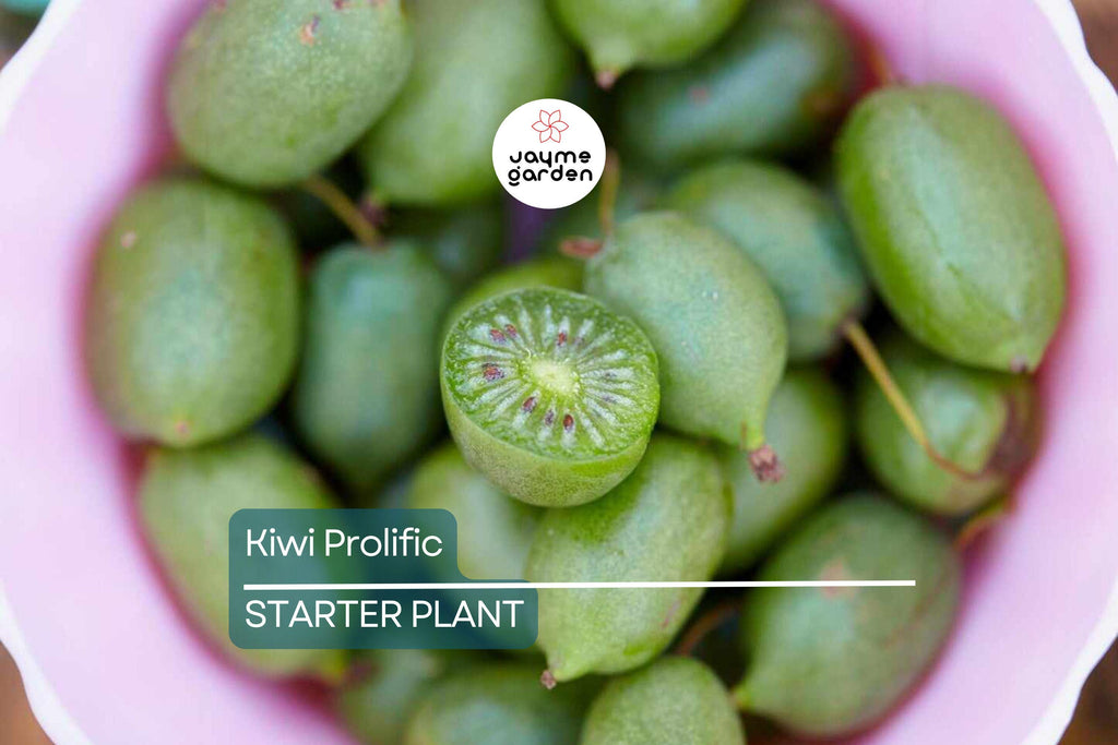 Kiwi Prolific Vine Small Starter Plant | Self-Pollinating & Easy to Grow | Cold Hardy | Smooth-Skinned Fruit | Zones 4-8