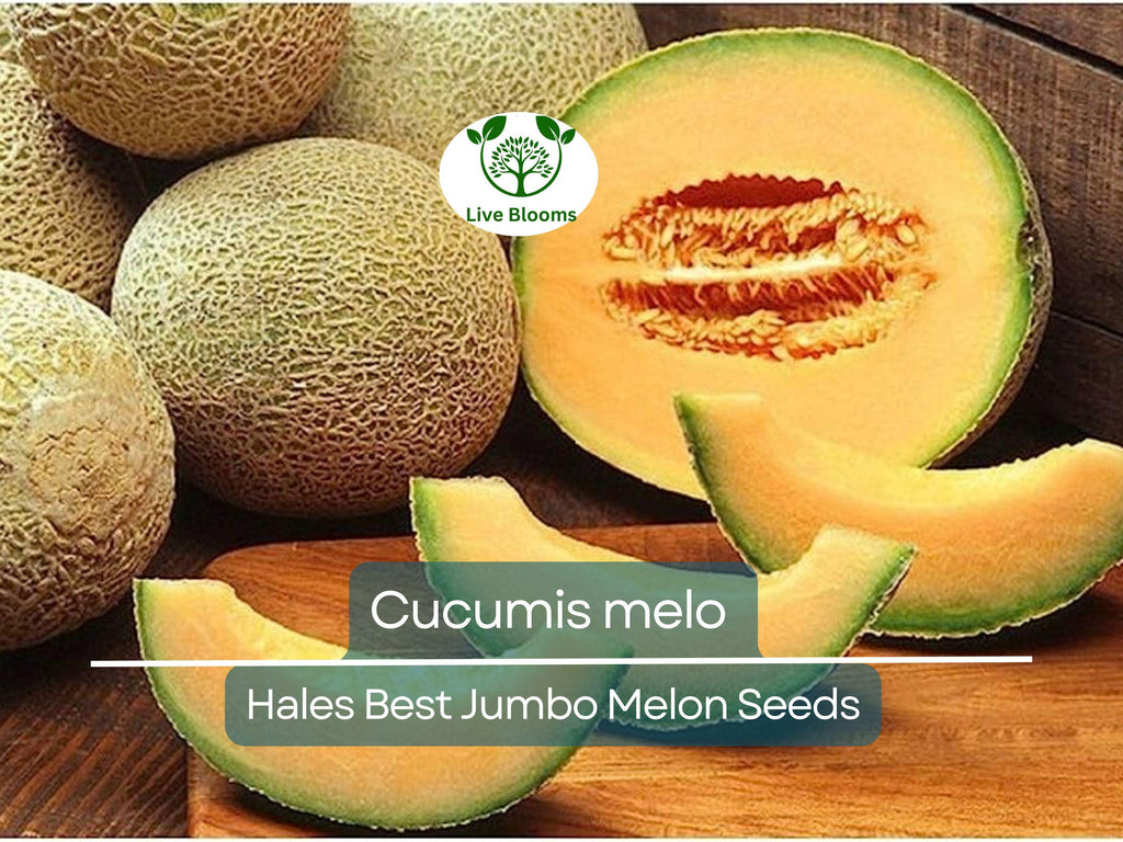 35 Seeds Hales Best Jumbo Melon – Cantaloupe (Cucumis melo) Heirloom, Sweet & Juicy, Perfect for Planting and Growing in Home Gardens