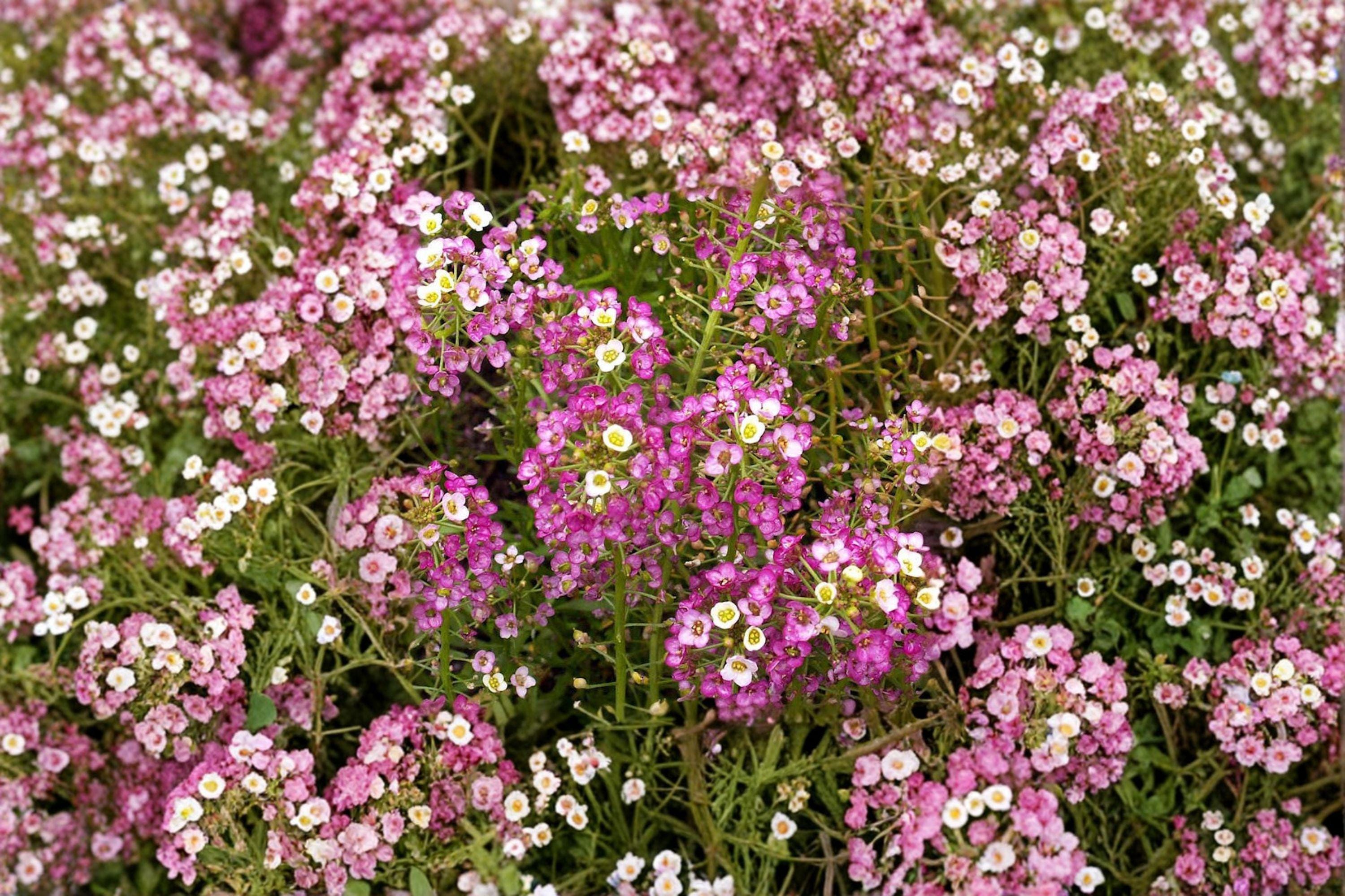 Dwarf Pink Sweet Alyssum – Lobularia maritima Seeds | 100 Seeds | Fragrant Low Growing Flower