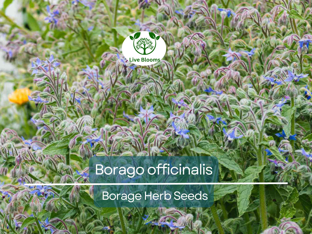 1 Gram Seeds Borage – Borago officinalis Herb for Planting | Edible Flowers, Pollinator Friendly, Easy Garden Herb