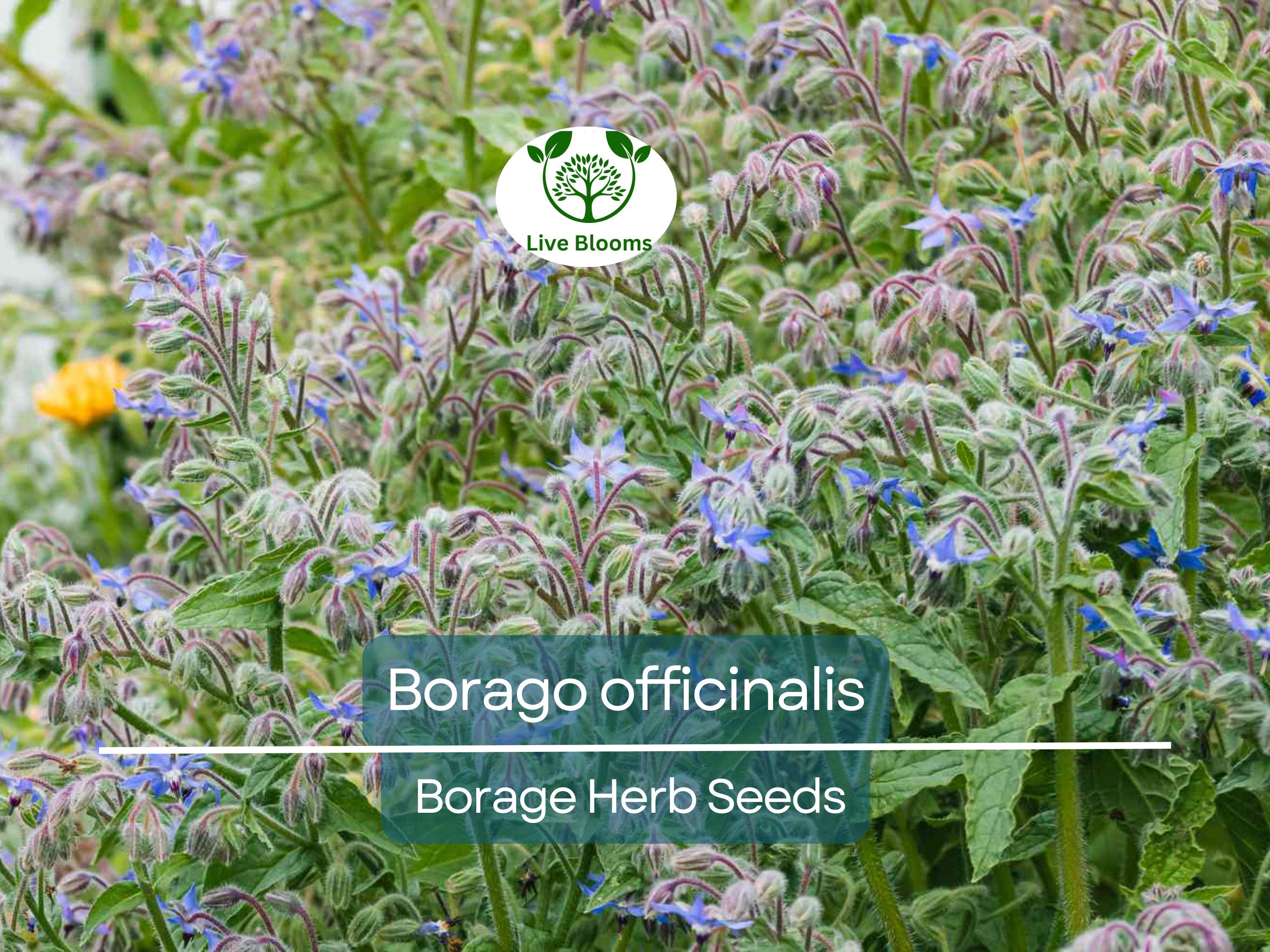 1 Gram Seeds Borage – Borago officinalis Herb for Planting | Edible Flowers, Pollinator Friendly, Easy Garden Herb